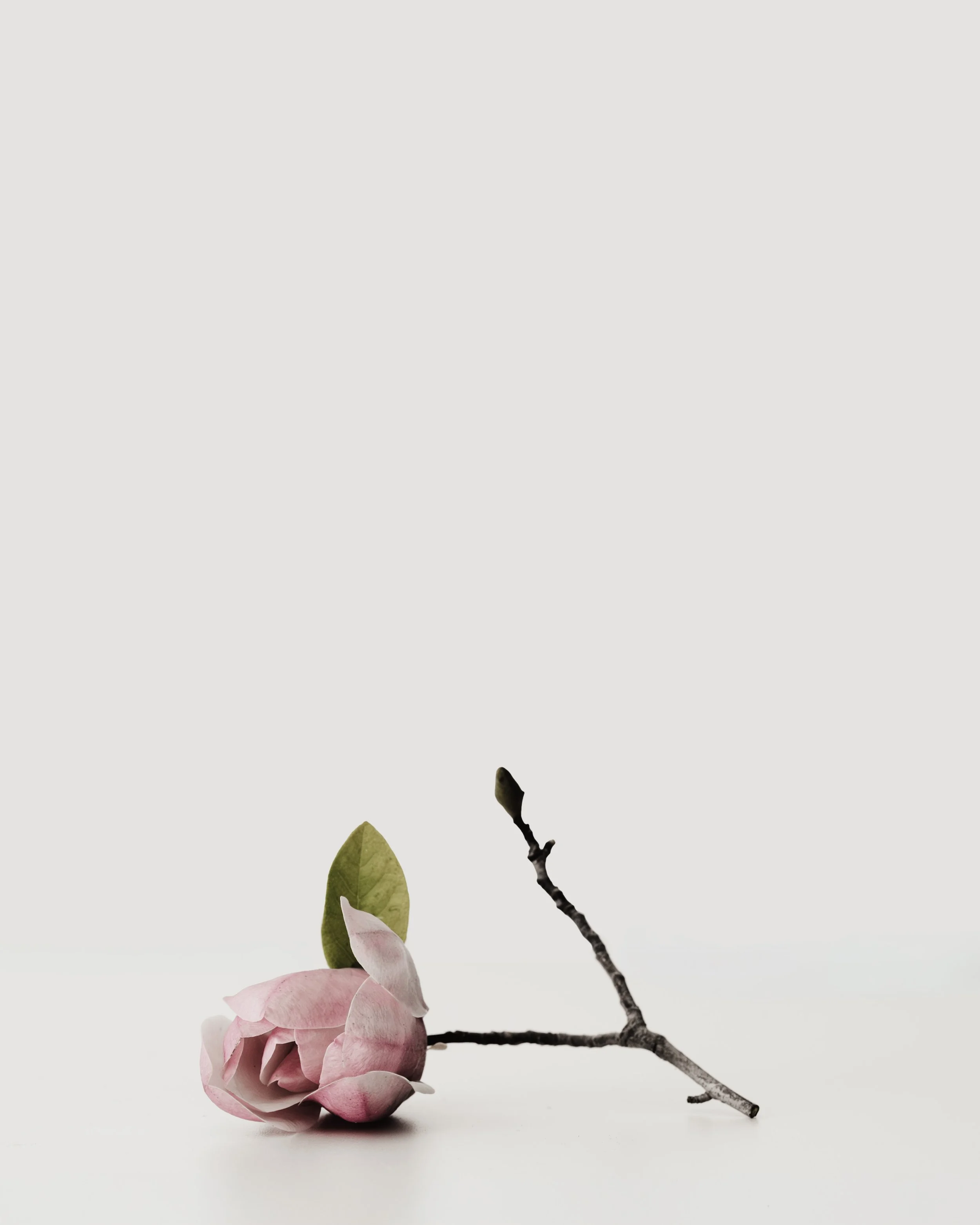 GU3A6517-Magnolia.jpg