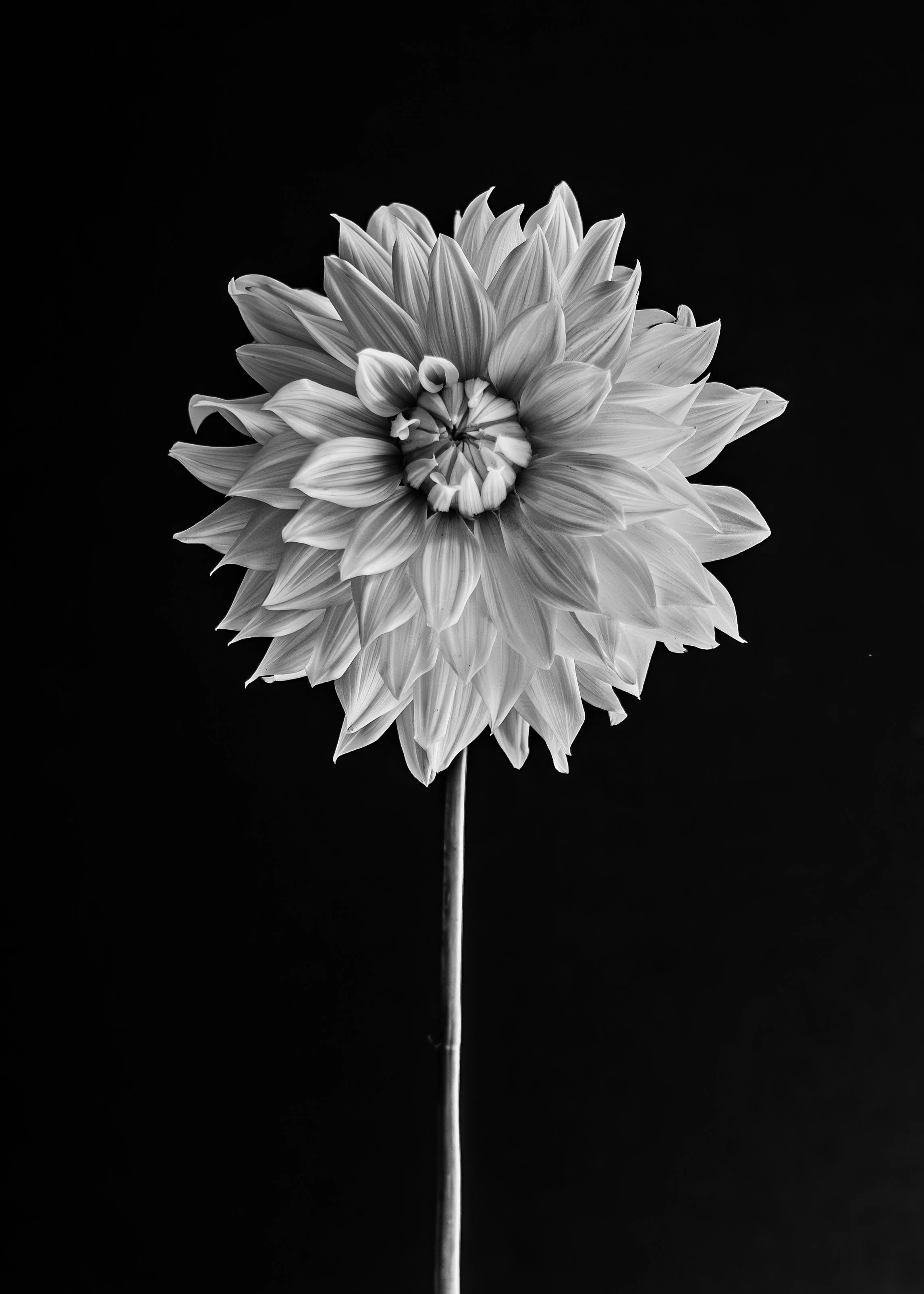 B&W WHITE DAHLIA 5X7.jpg