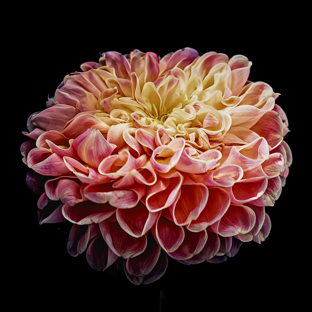 AUGUST_FLOWERS IN WATER CALENDAR-11.jpg
