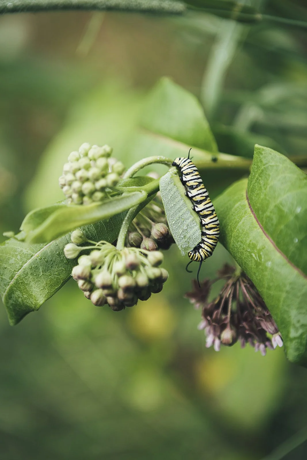 Monarch Caterpillar at Tahilla Farm