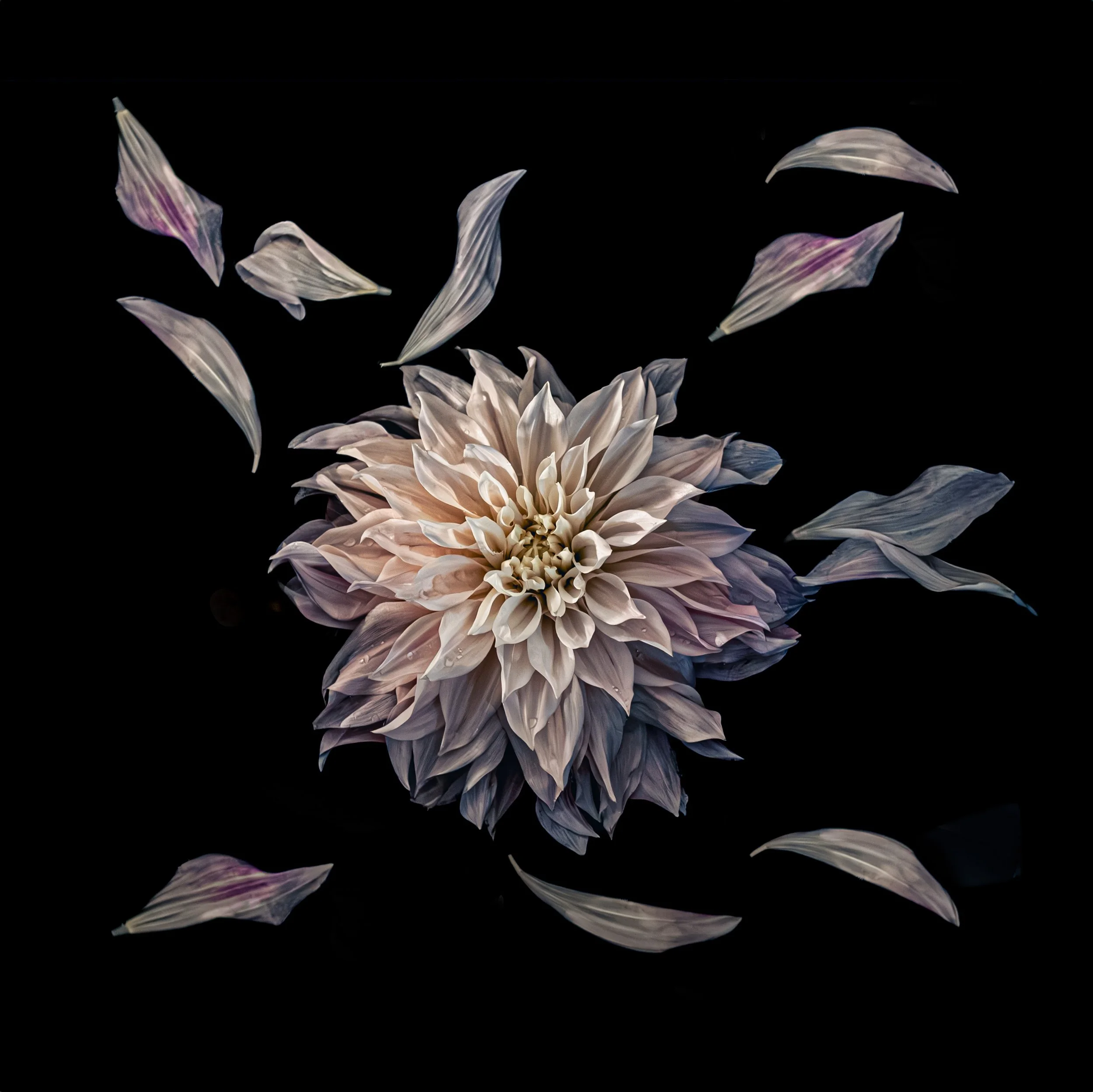 DECEMBER FLOWERS IN WATER CALENDAR-12.jpg