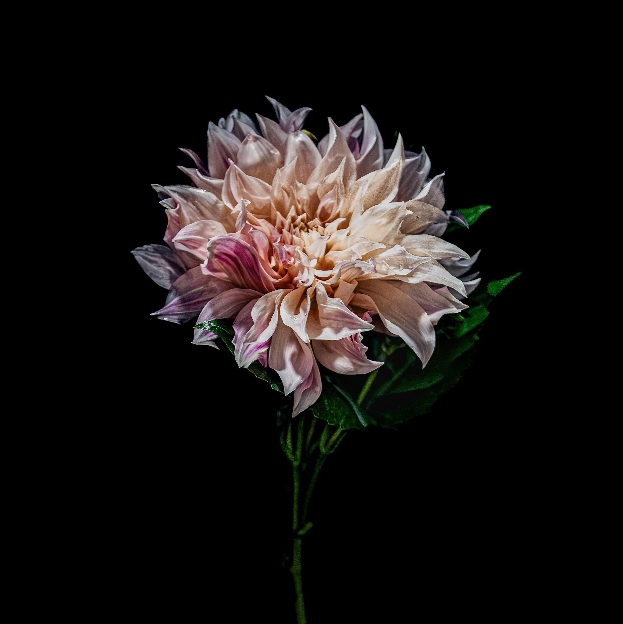 APRIL_FLOWERS IN WATER CALENDAR-9.jpg