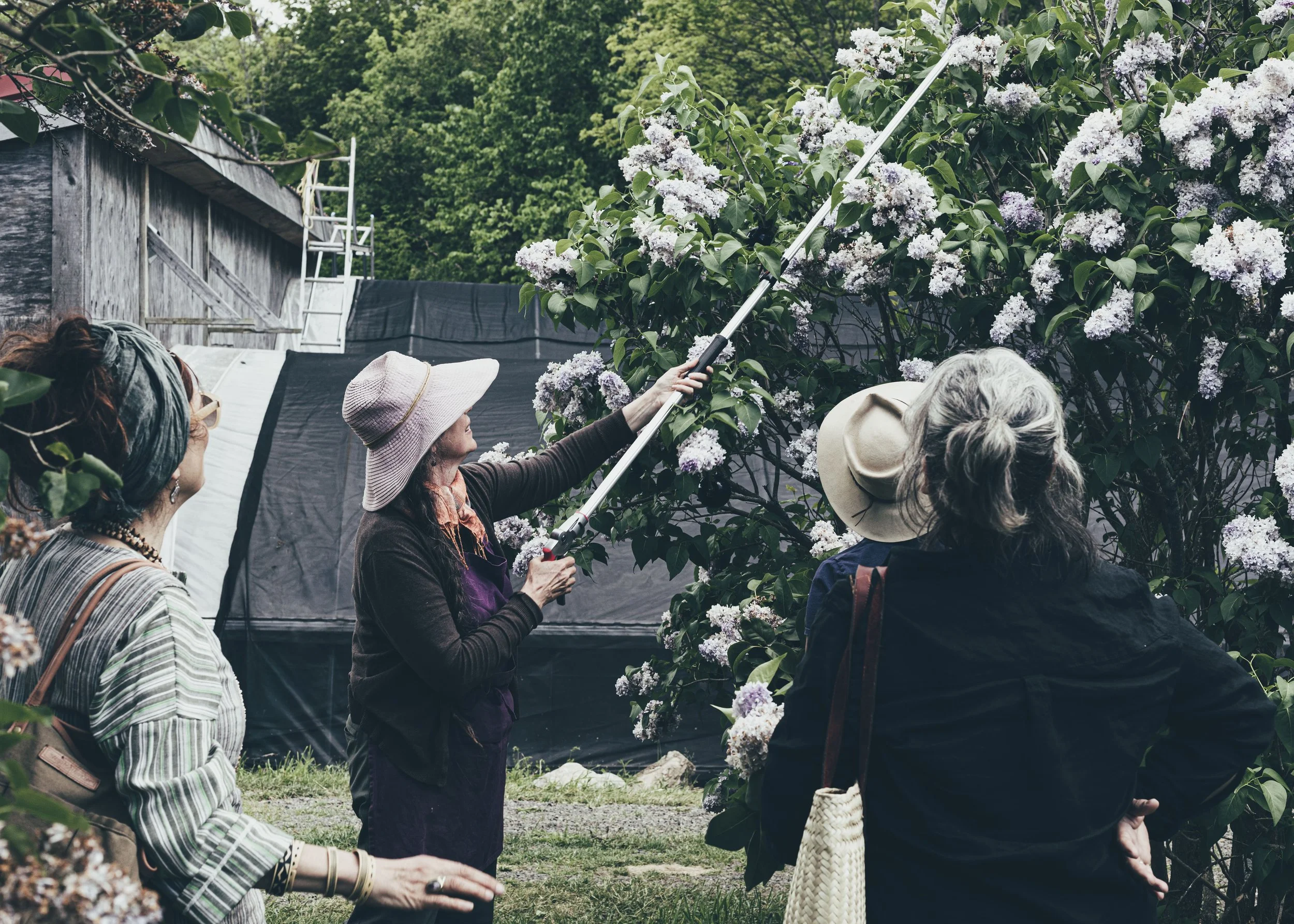 Cherry Valley Lilac Farm-Christine Harris-8.jpg