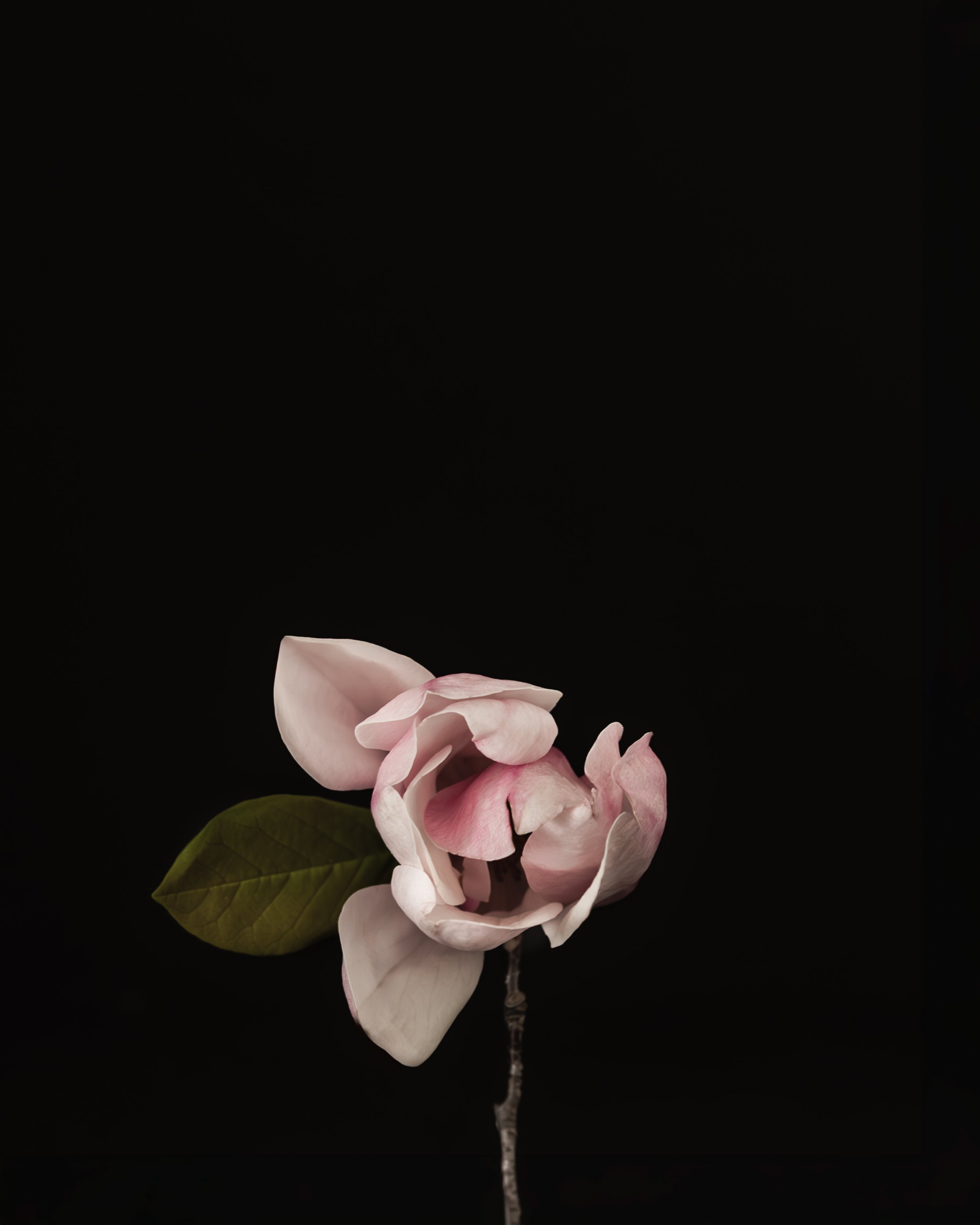 2027 CALENDAR BLACK-MAGNOLIAS HIGH RES -3.jpg