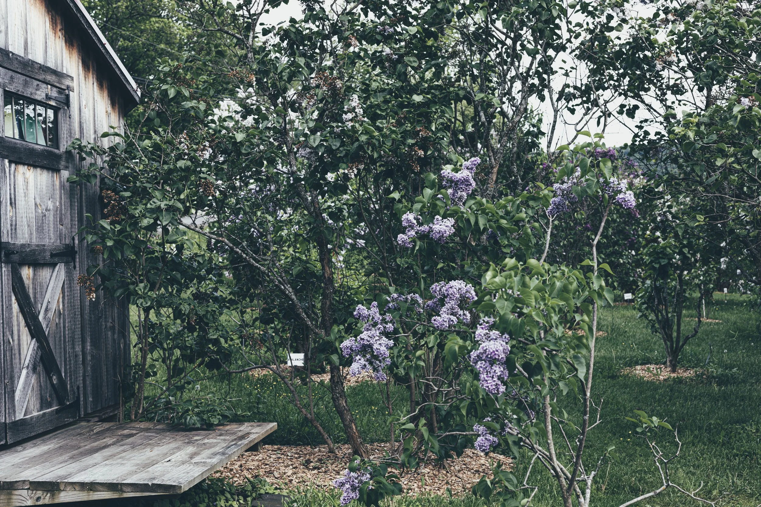 Cherry Valley Lilac Farm-Christine Harris-33.jpg