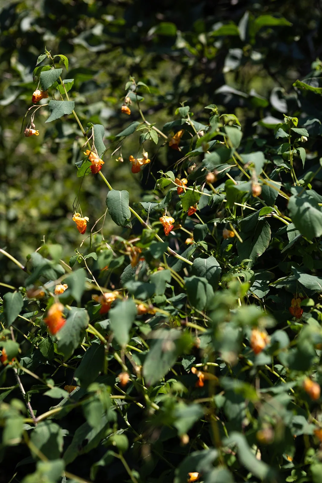 What the Garden Grows