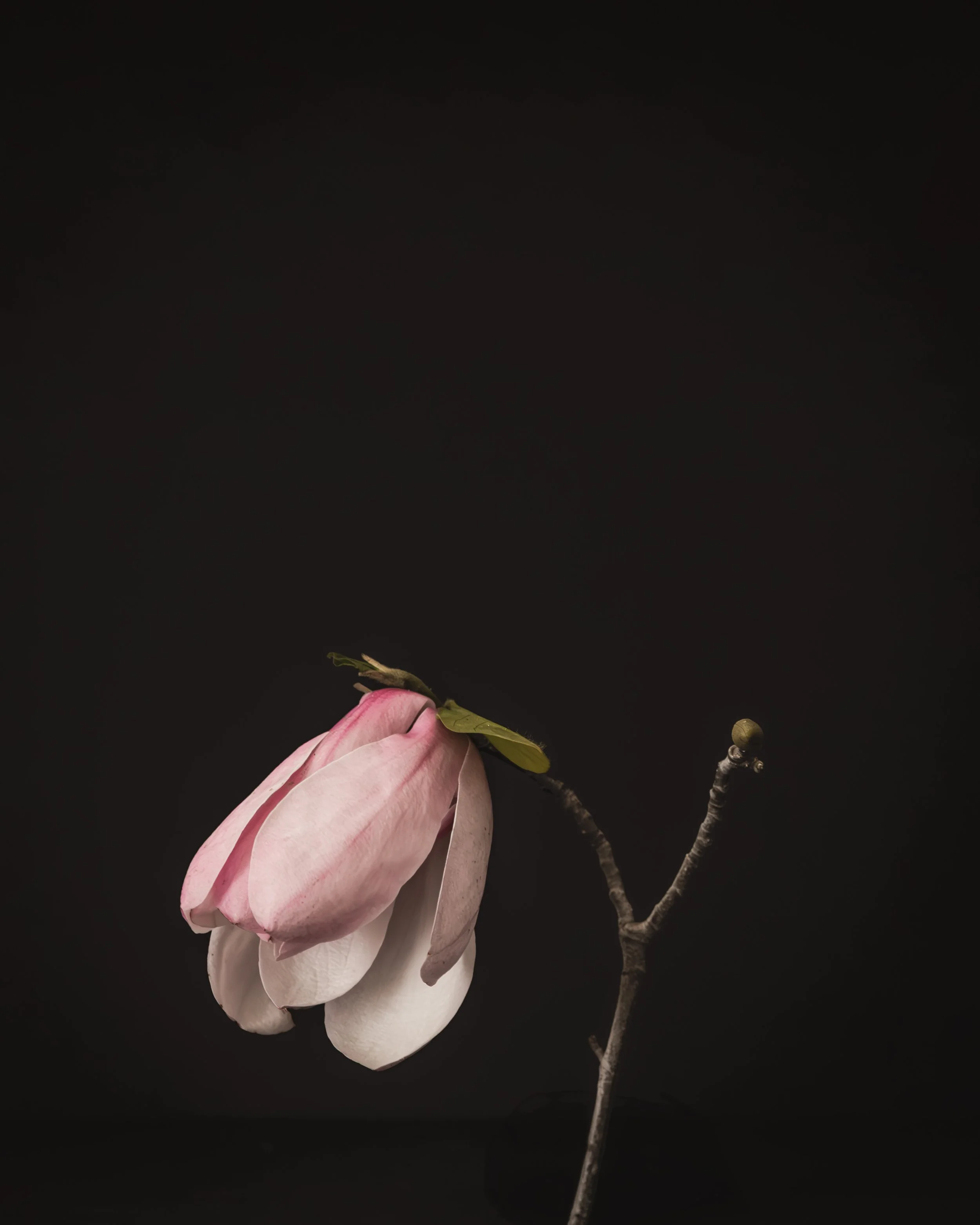 2027 CALENDAR BLACK-MAGNOLIAS HIGH RES -6.jpg
