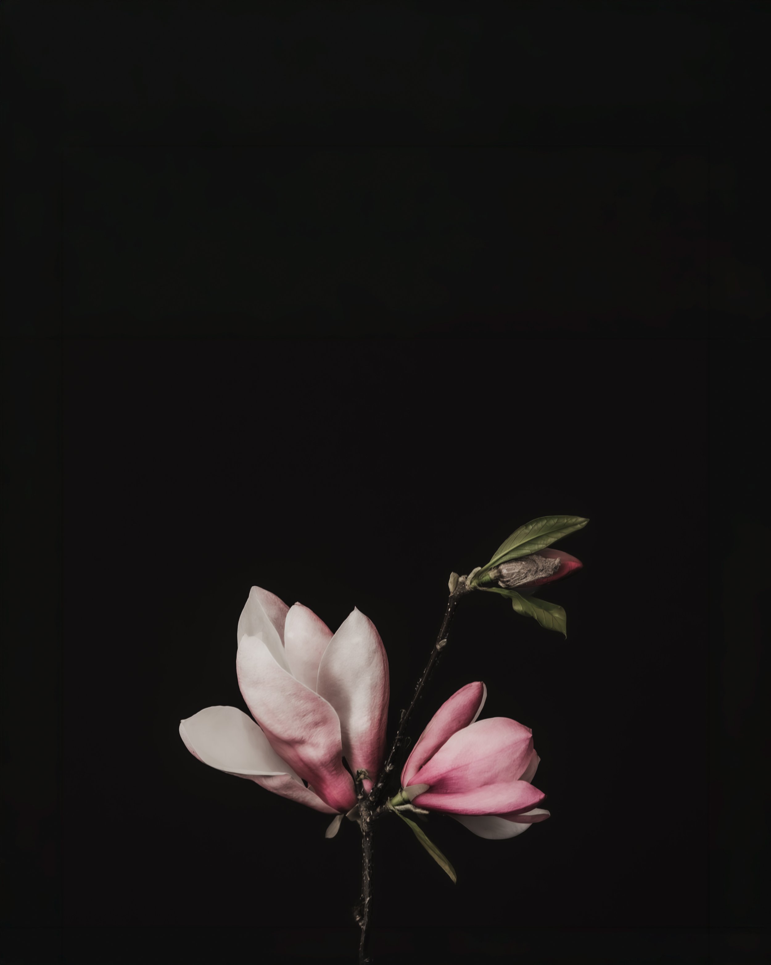 2027 CALENDAR BLACK-MAGNOLIAS HIGH RES -5.jpg
