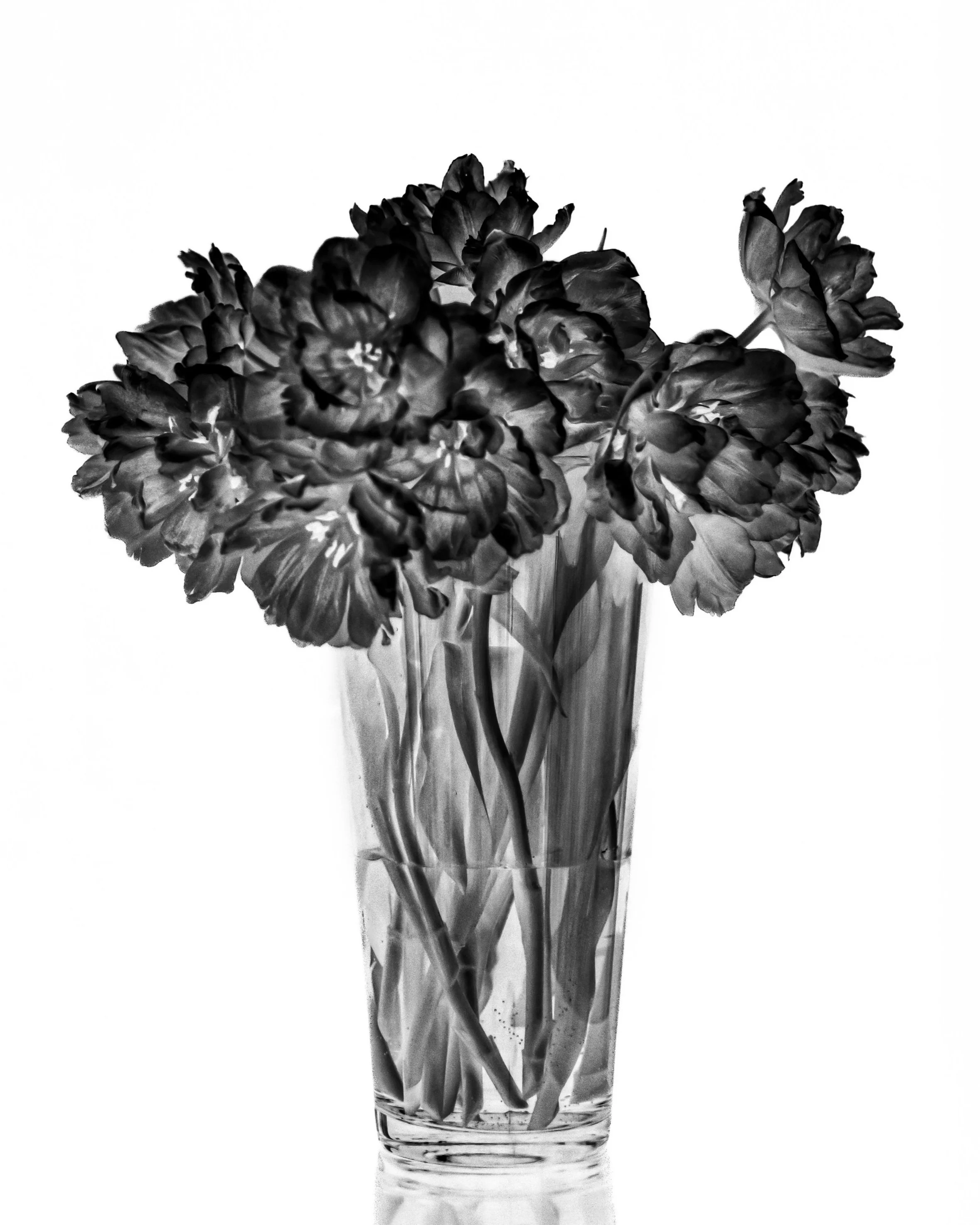 CONTRARY PETALS 5X7_HIGH RES-2.jpg