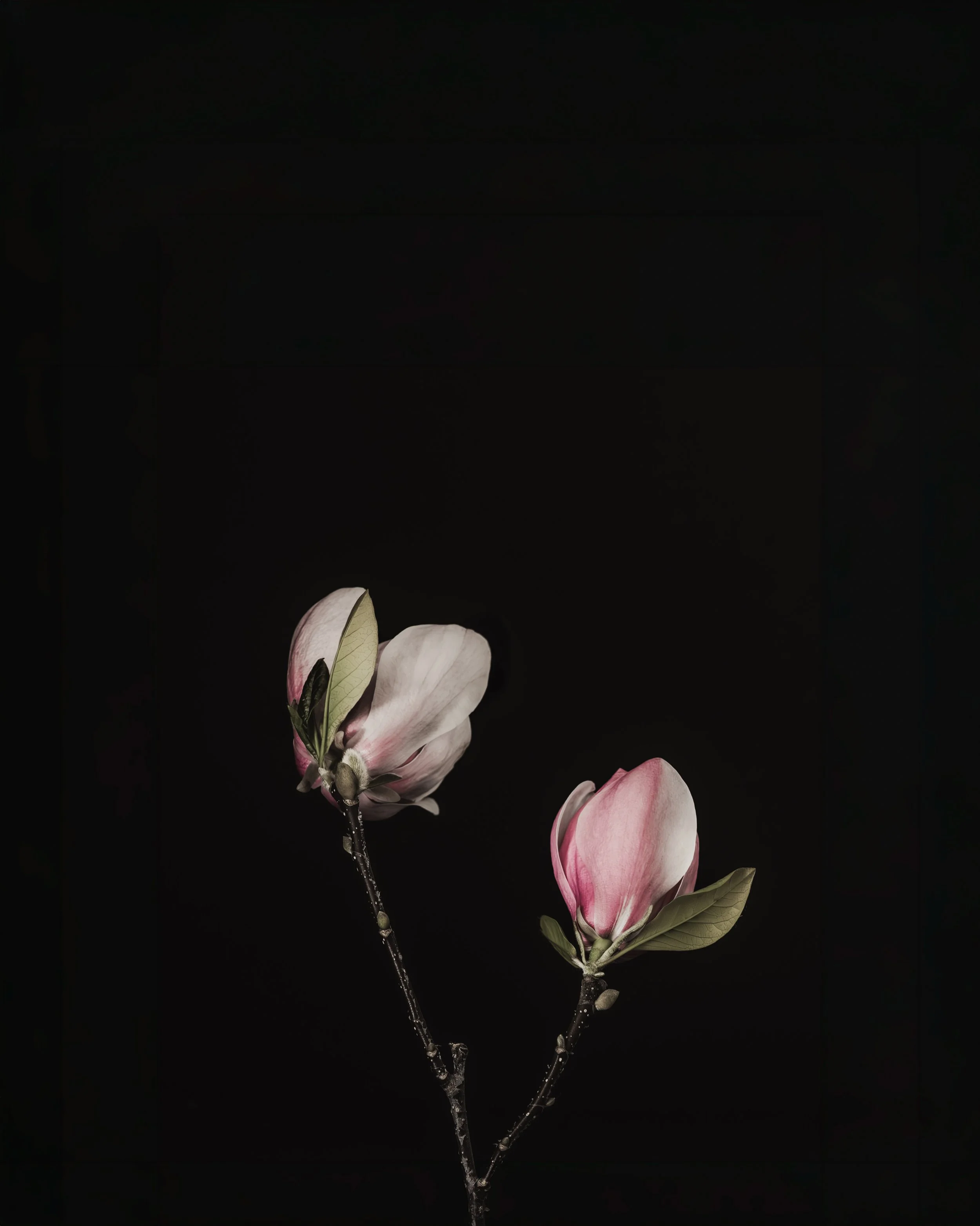 2027 CALENDAR BLACK-MAGNOLIAS HIGH RES .jpg