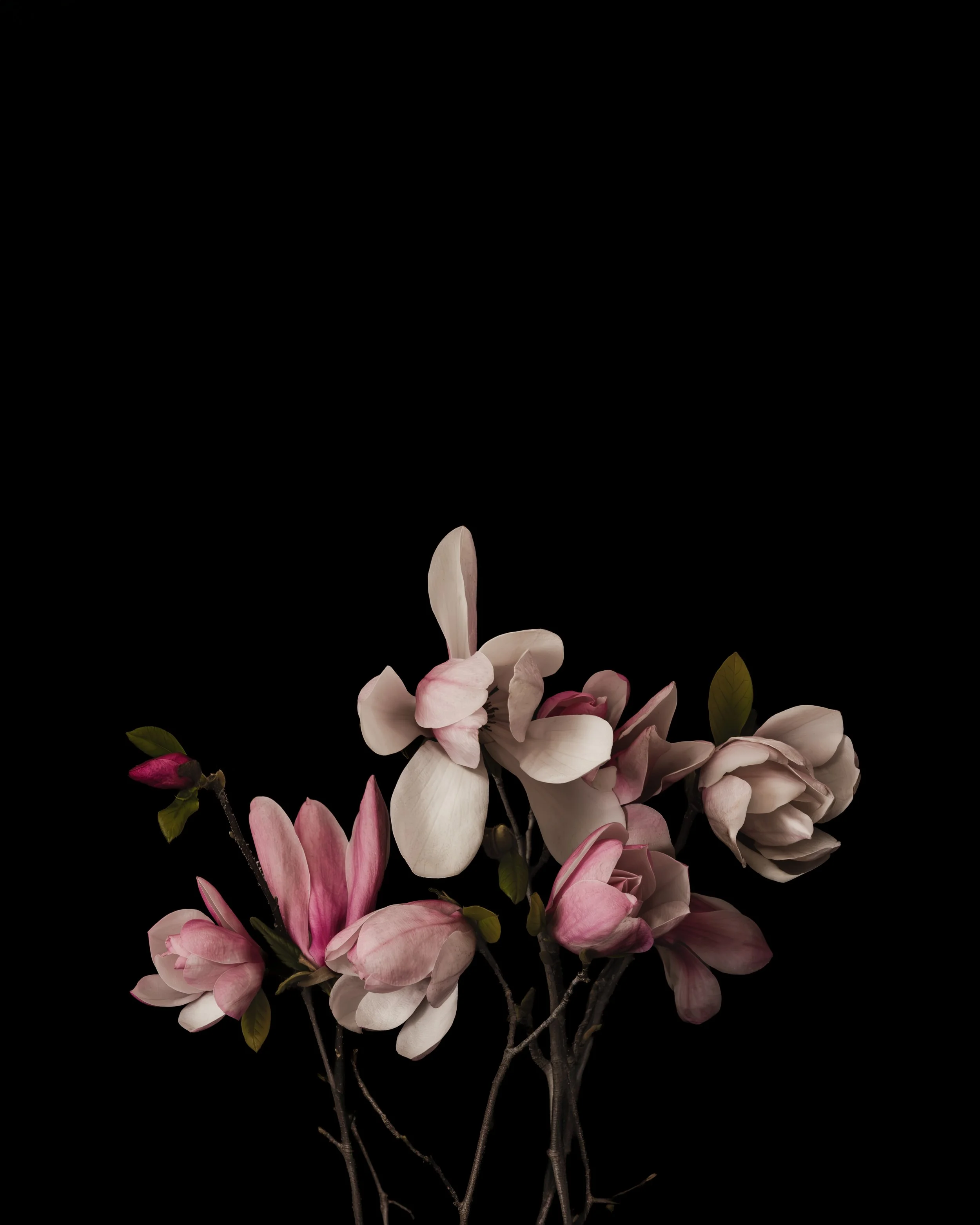 2027 CALENDAR BLACK -MAGNOLIAS HIGH RES -6.jpg
