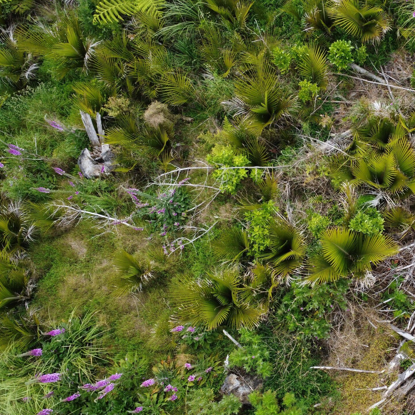Native (and exotic) forest regeneration on ex-pine block, year 3. 

Species are typical of those found on exposed acid soils following a clearfell harvest of a 20+ year Pinus radiata rotation.
 
In this @studio__north drone shot we see:
-
Nikau
Kāram
