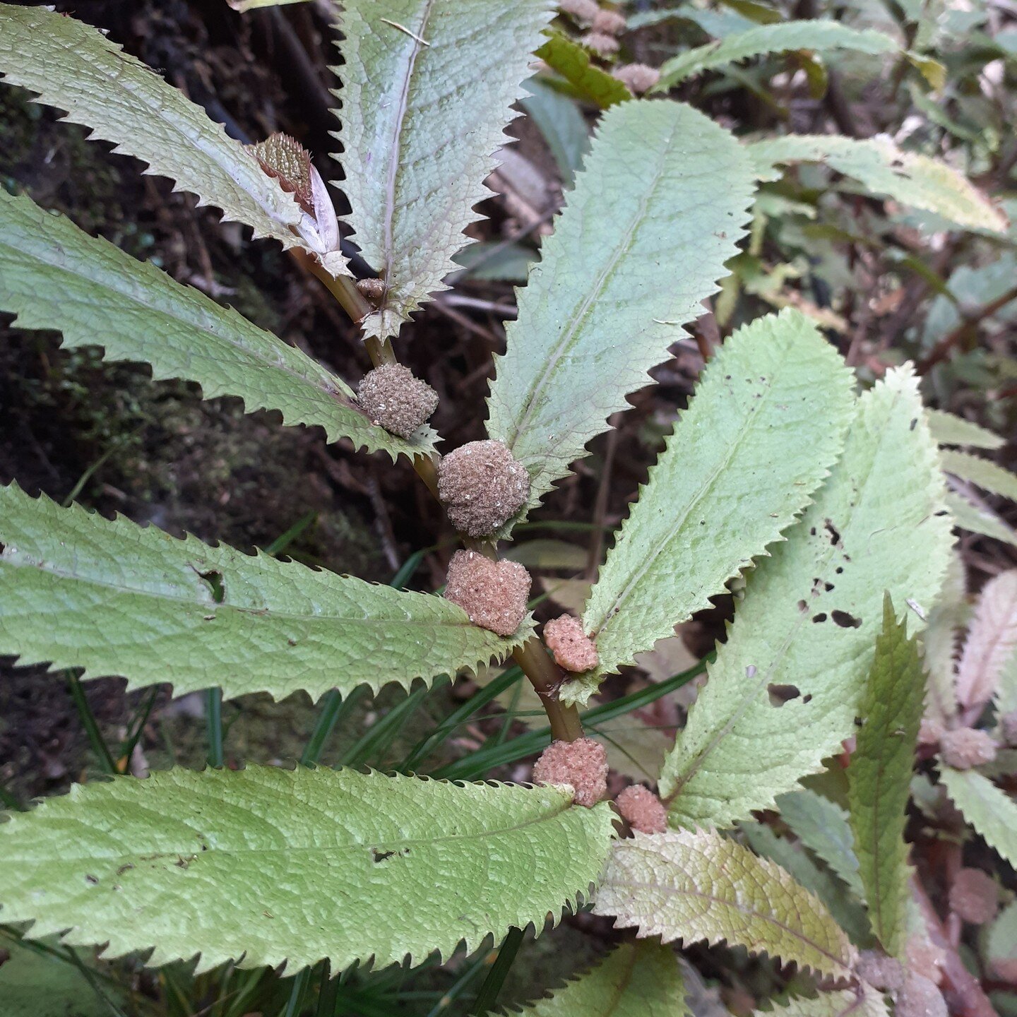 Parataniwha (Elatostema rugosum) is a native herb which thrives the dark, damp forest gullies of the North Island. 

Instead of flowers, parataniwha has 'achenes' (pictured), a type of papery fruit containing a single seed. These are dispersed by bal