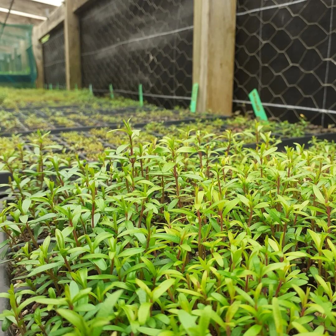 Native seedling propagation is well underway in Northland plant nurseries, in preparation for winter planting 2024. 

This local business grows thousands of eco-sourced natives for revegetation projects across the Kaipara eco-district, which is known
