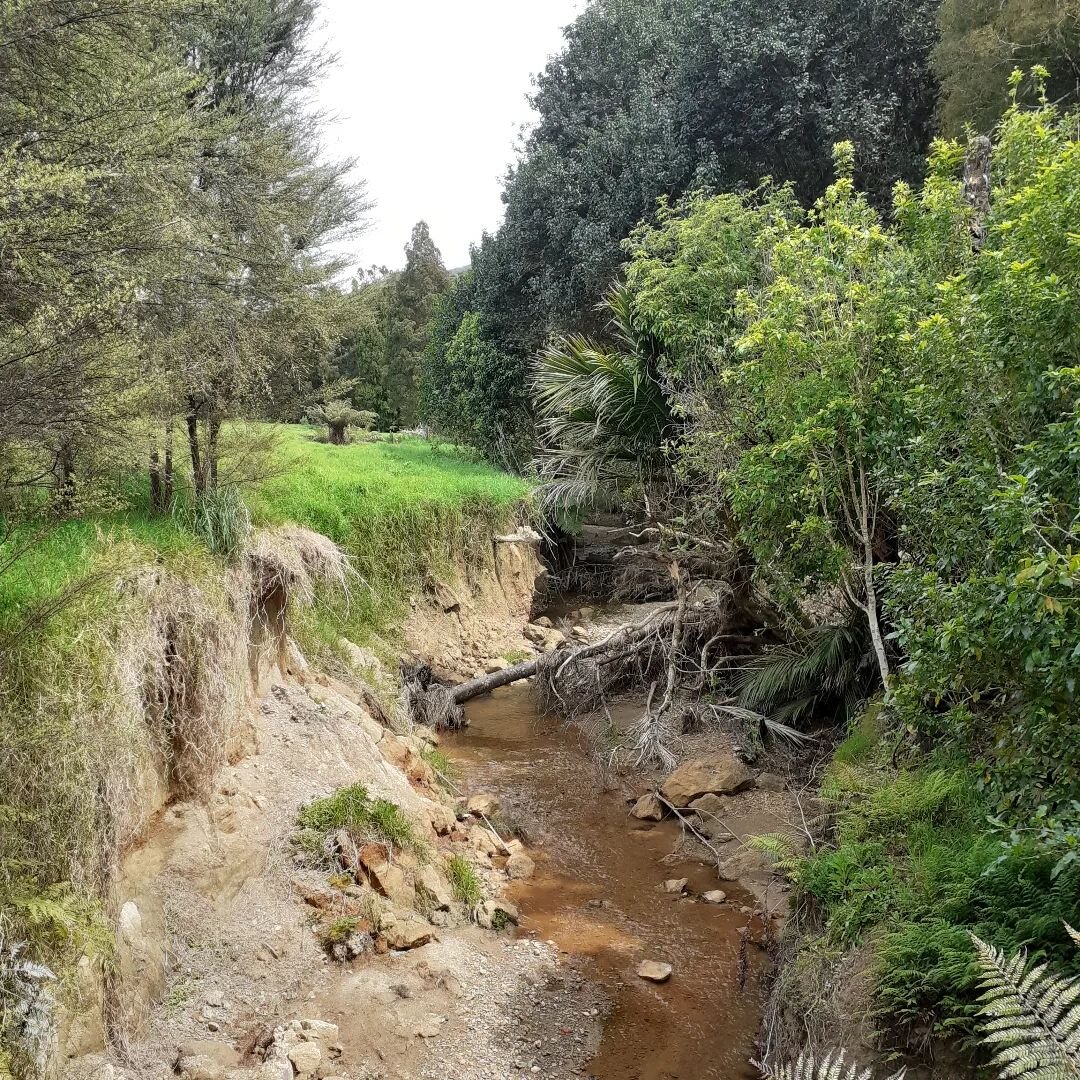 Streambank erosion: forest vs. pasture. This picture illustrates how the layered canopy cover and root network of mixed native forest provides long-term protection for streambanks, while grazed pasture allows erosion to continue unabated. Creating wi