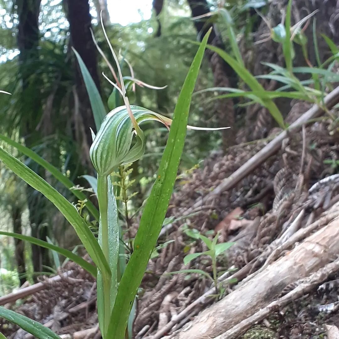 Kauri greenhood orchid (Pterostylis agathicola) spotted flowering beside a popular forest track this weekend.

Endemic to the north island of NZ, it grows almost exclusively in the leaf litter of kauri (Agathis australis) forest where it flowers in w