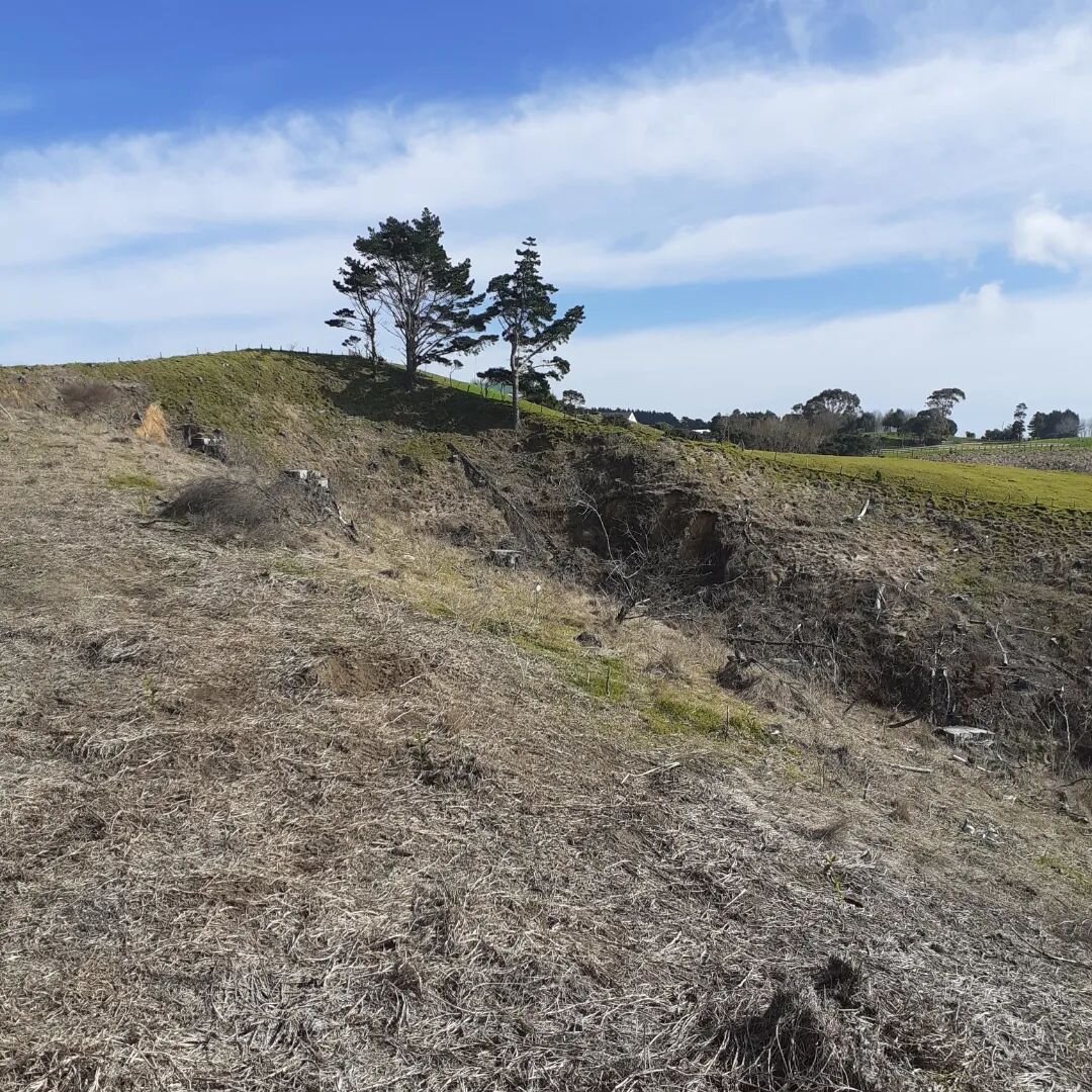 (&gt;&gt;swipe for seaviews)

Rather than replanting pine, this landowner has chosen to plant native seedlings on this exposed, steep 15 hectare block. 
This legacy project will protect the erosion-prone headwaters of Mairetahi Creek, an ecologically