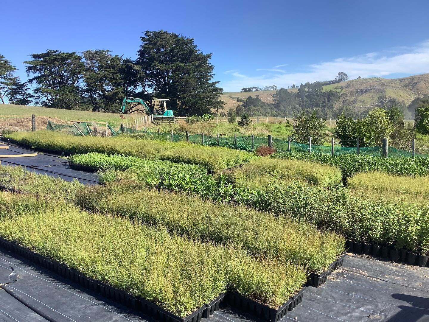 Checking out an off-grid, family-run native plant nursery in the Kaipara hill country, featuring a windmill, orchards and an ingenious irrigation system! 

Including small, local plant producers in catchment remediation projects can ensure that eco-s