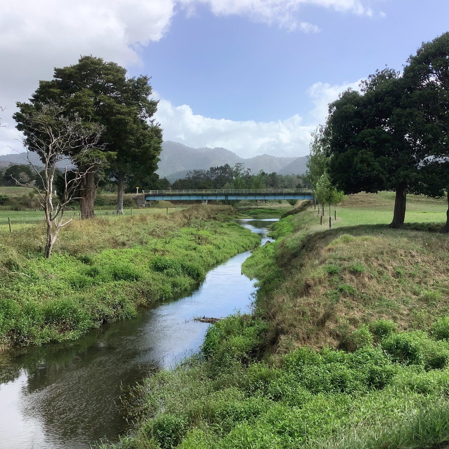 For decades since deforestation of this valley, cows and sheep have depended on access to this river for quenching their thirst. Meanwhile sediment has bled from the land, and the harbour/kaimoana has suffered at our hands. However, with some good pl