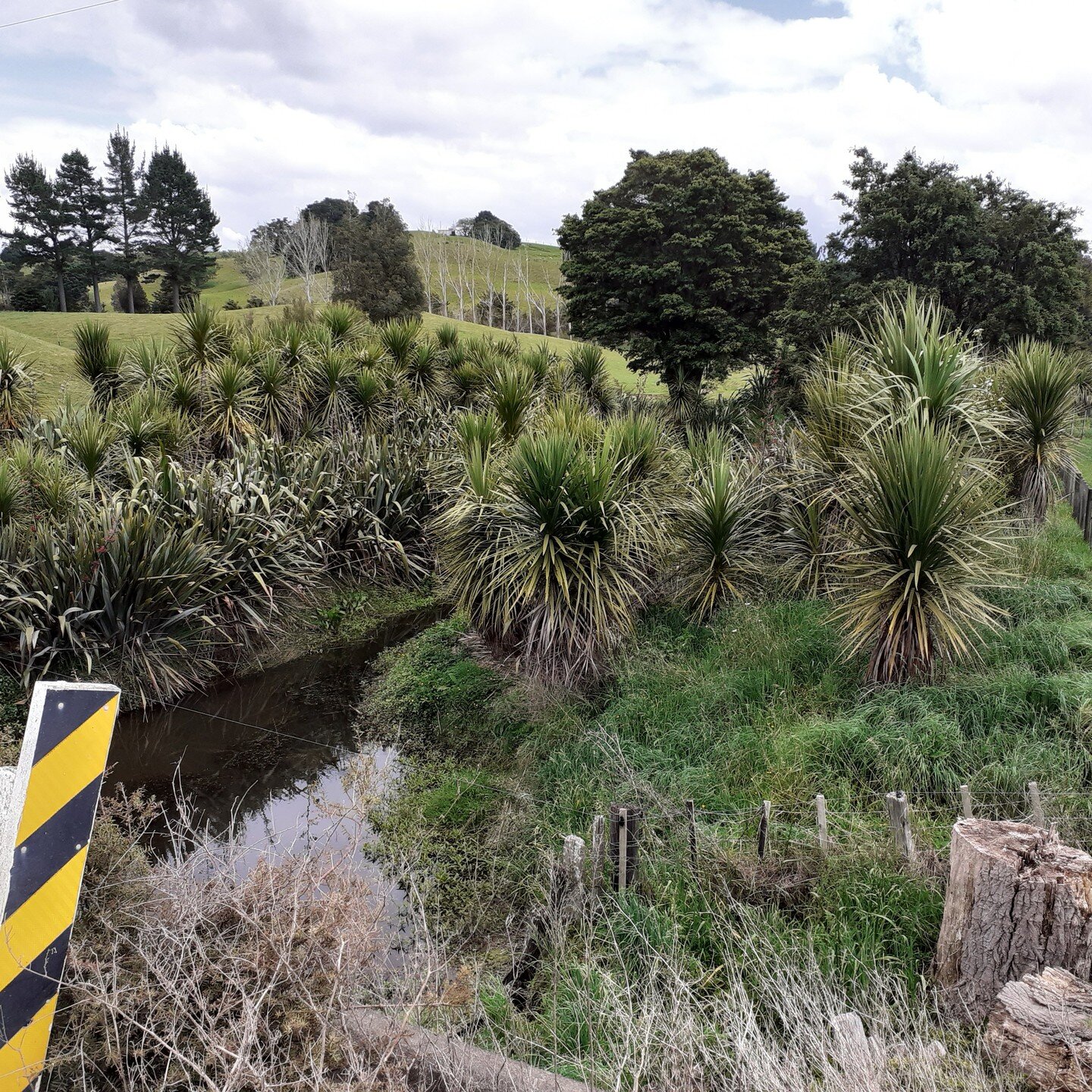 Always interesting to check out young forests a few years after planting.

Tī kōuka/cabbage tree (Cordyline australis) is the star of the show here, it's narrow, upright form and deep tap-root making it a key tool in mitigating streambank erosion - a