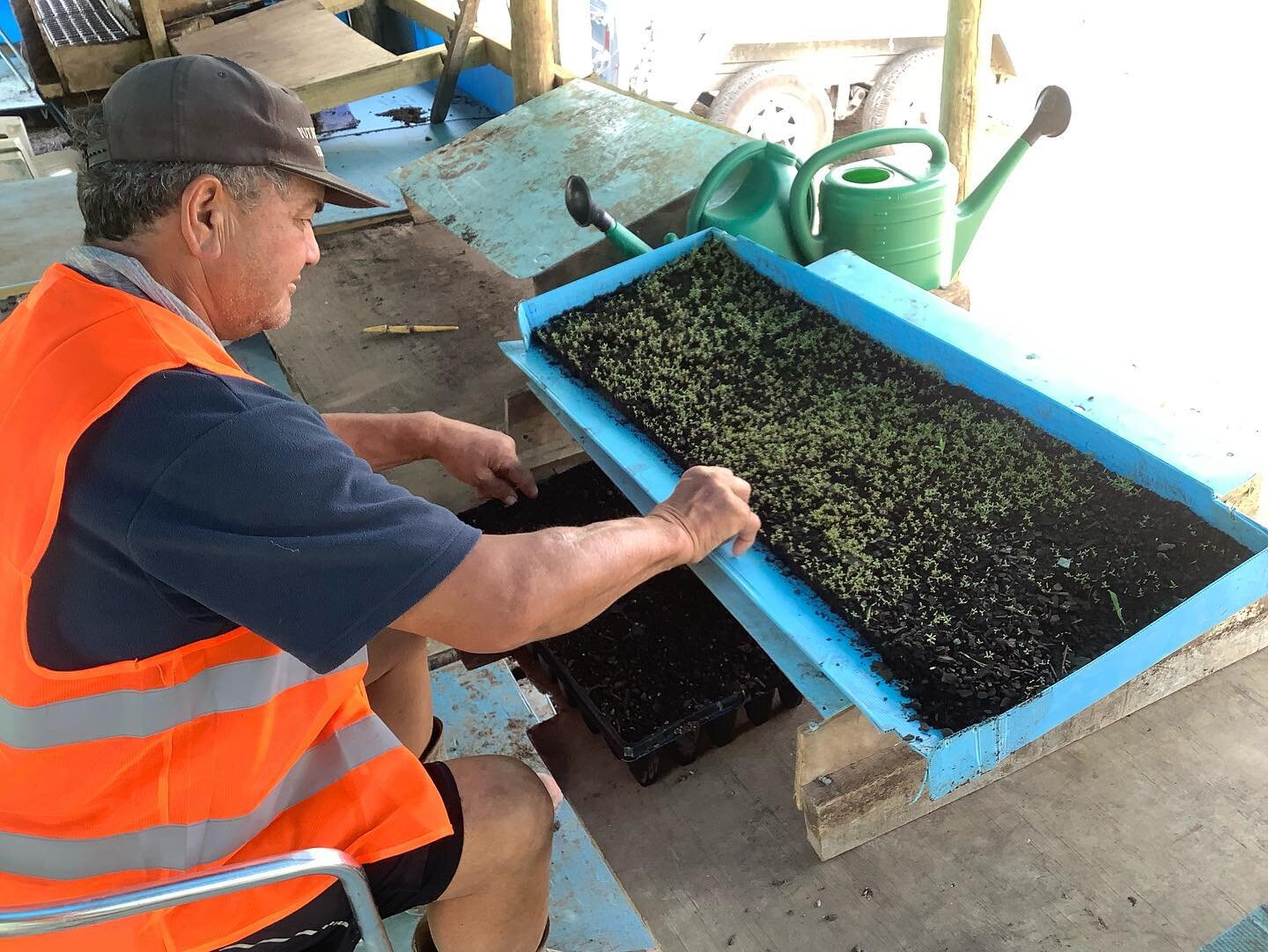 Currently touring the northern Kaipara catchment to undertake needs assessment of native plant nurseries. Here in Ngāti Hine country, Matua David shows his homegrown techniques for raising robust mānuka seedlings. All of his seeds are locally sourced