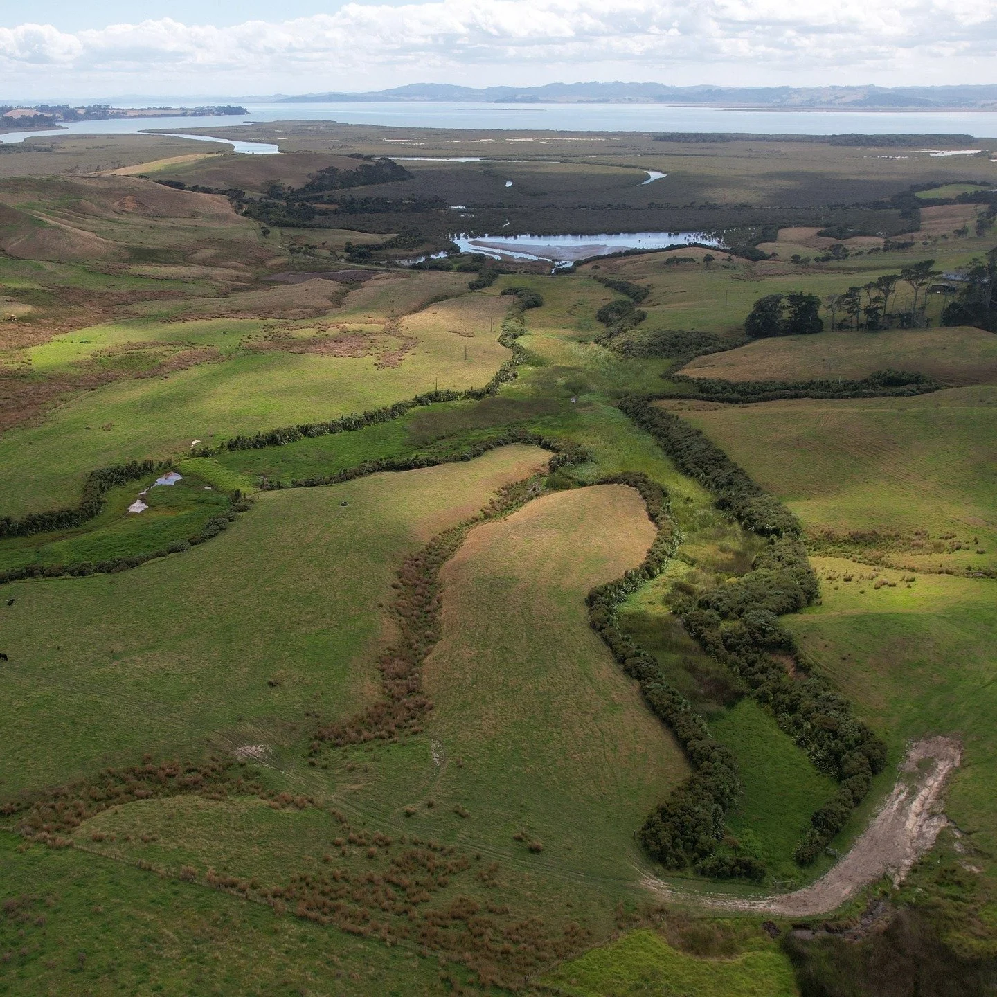 Ōtakanini Tōpū: Looking northeast across wetlands & pasture to the Kaipara Harbour, with Atuanui/Mt Auckland at the horizon. 
Decades of remediation work has been delivered by landowners and whānau at this large South Head block, including sever