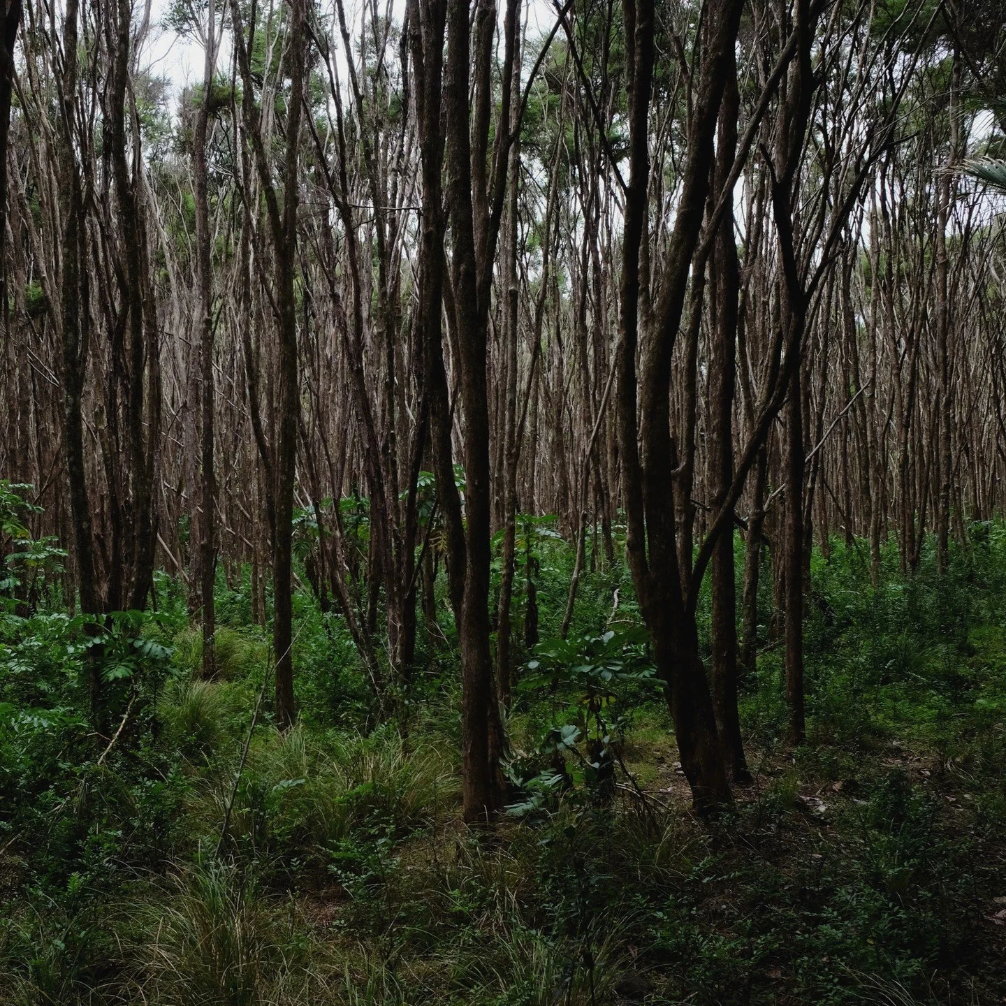 When we wandered into this extensive, even age-class kānuka stand in a Warawara Forest valley, my first question was 'when was this planted?' The answer from our haukainga guide was 'it wasn't!'. 
Such consistent height, form and spacing of a single