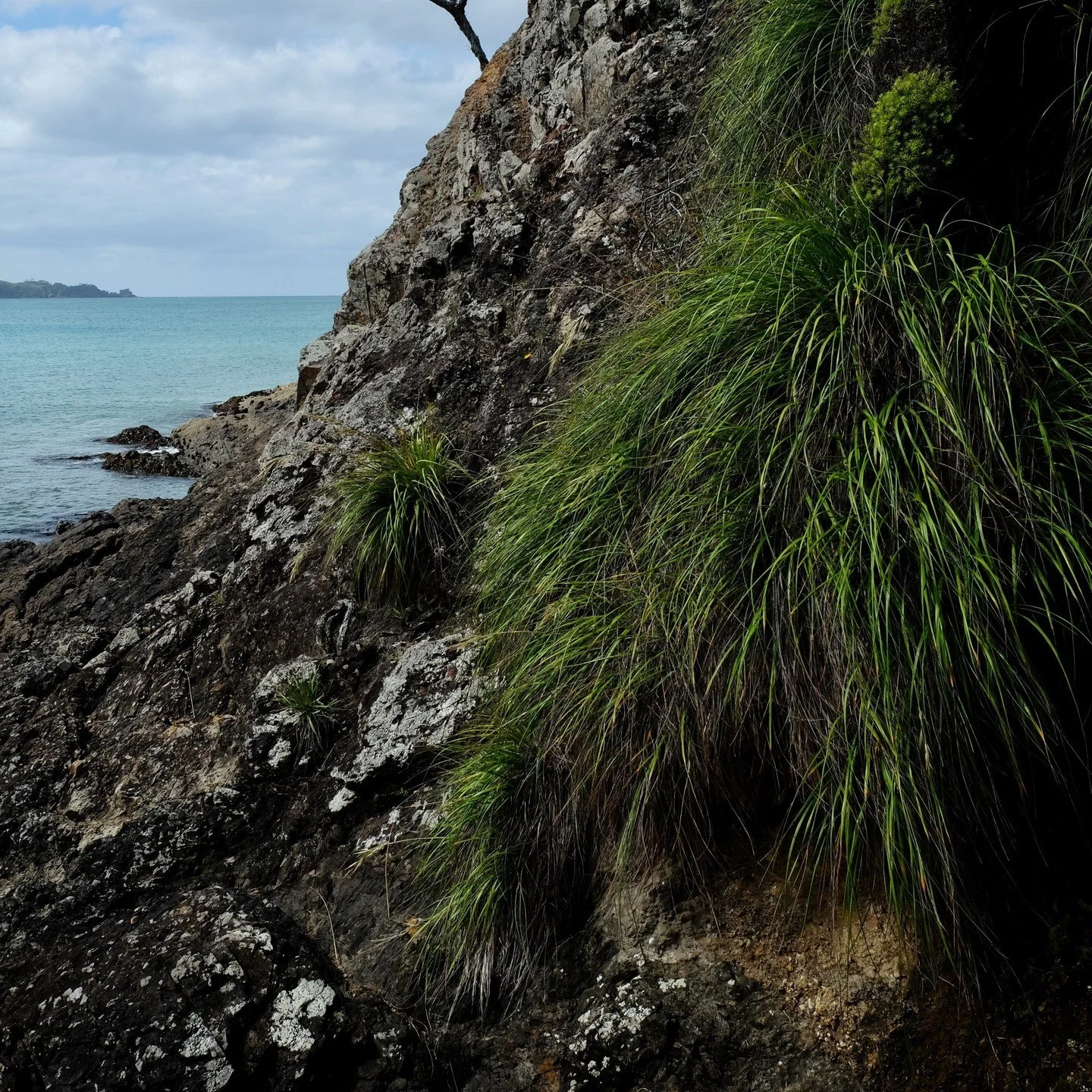 Seabird tussock (Chionochloa bromoides) is a naturally uncommon native grass found almost exclusively on the offshore islands and coastal cliffs of mid-east Northland (one westerly outlier occurs at Maunganui Bluff).
Well established plants form swa