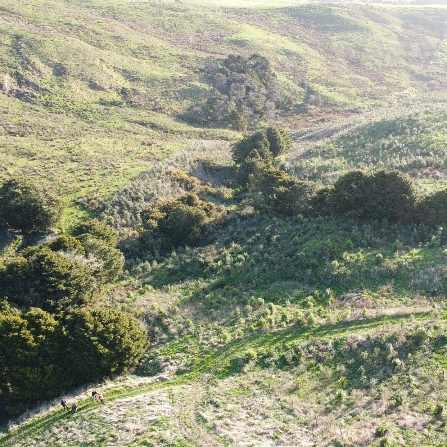 While most farmers are keen to see more native bush on their sensitive land, these #legends are reestablishing native forest across ALL 61 hectares of their farm! 
Here we are taking sample plots to check plant health, survival rates & stems per