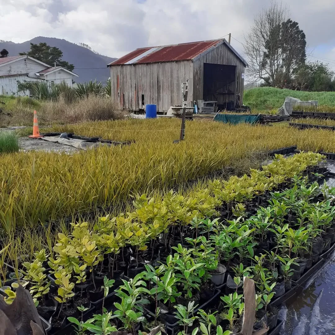 6000+ native plants ready for a community planting day this weekend. Happy to help with planning and logistics on these local projects. Winter rules 🌳