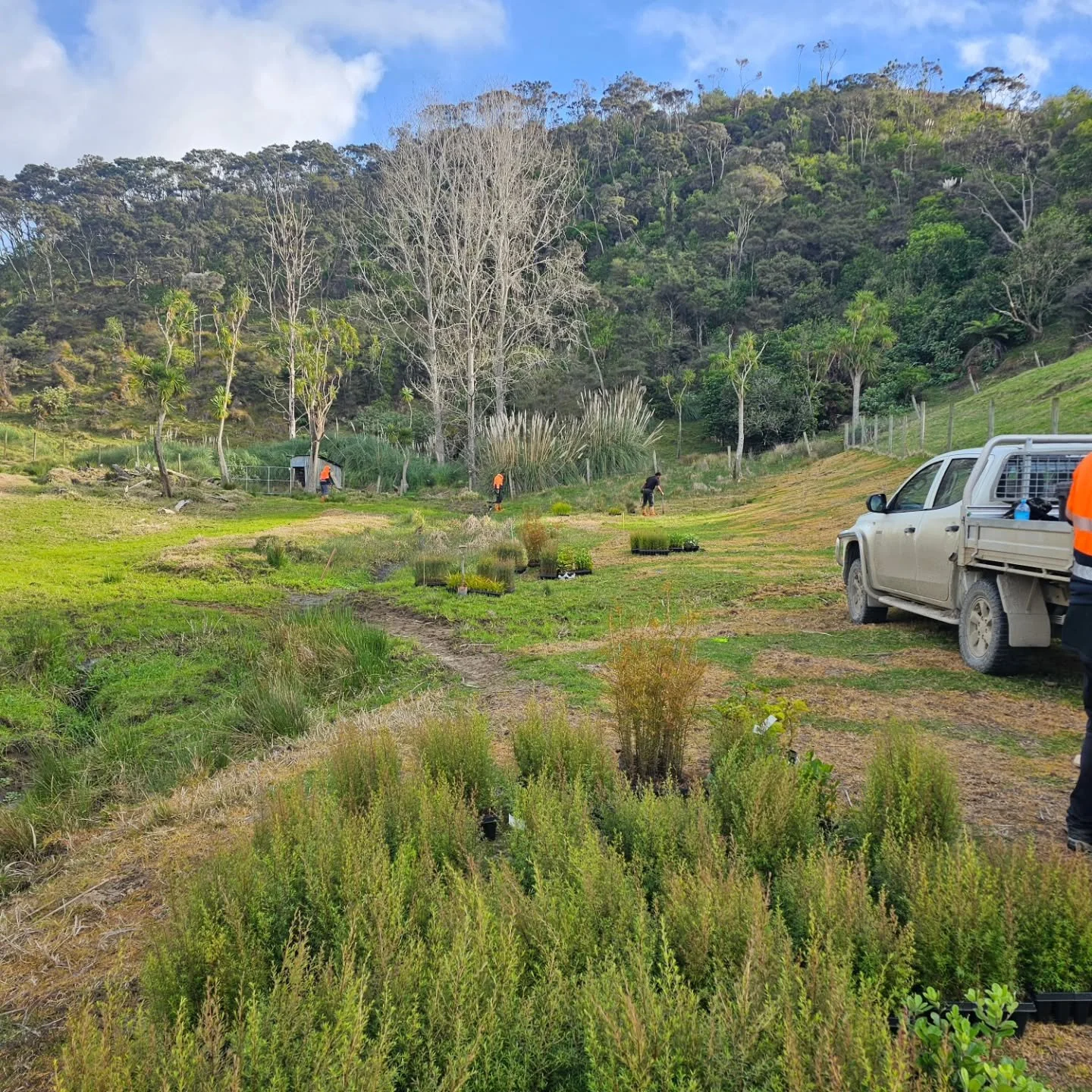 Overseeing the planting of another 58,000 locally sourced native plants this week 🌱 Shout-out to farmer Craig for retiring extensive areas of wetland and erosion prone hill country 🌳