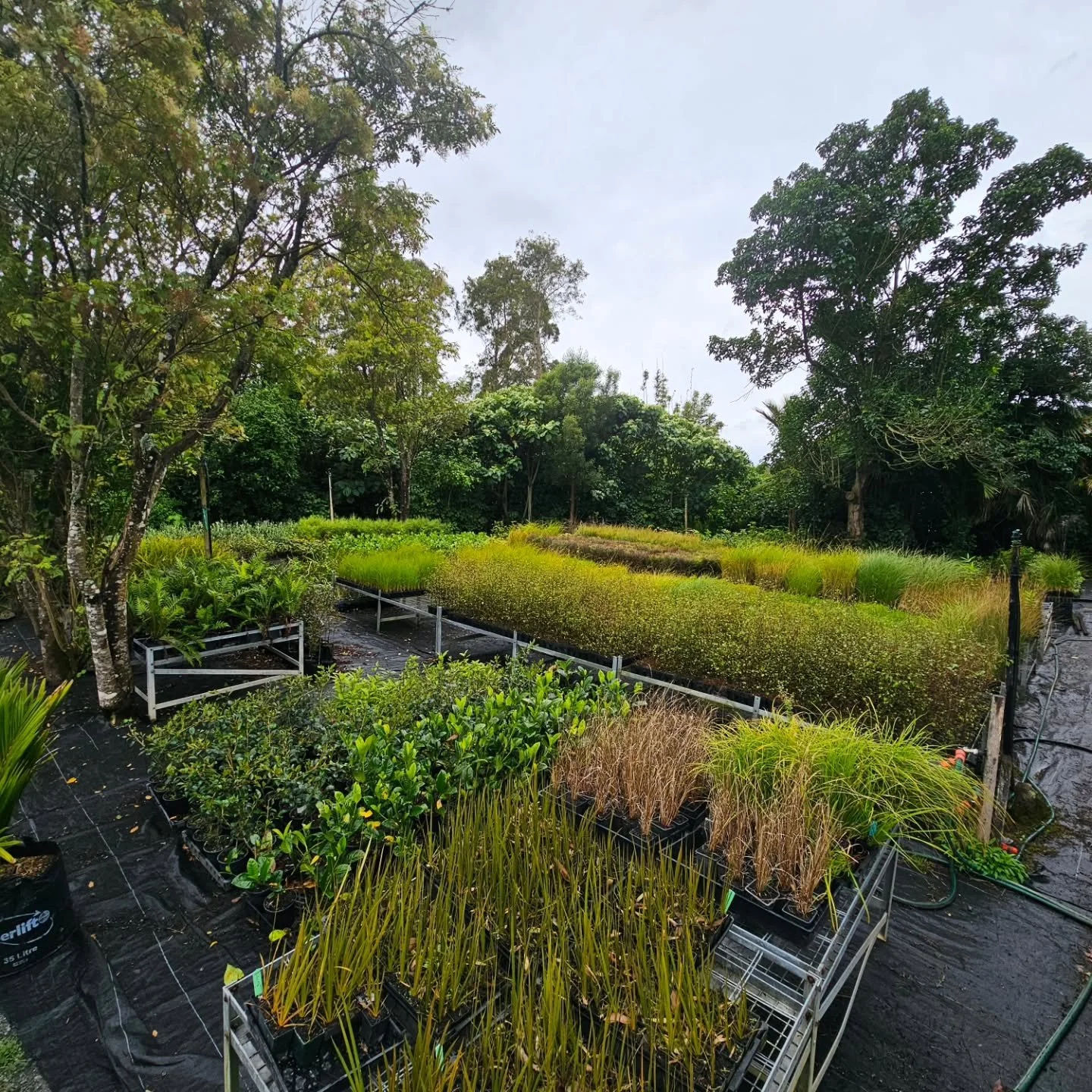 Magnificent gardens and native plants at Forest Floor Nursery alive with bird life. Watched a kūkupa/nz wood pigeon nibbling on mānatu/ribbonwood seedling leaves and observed her (and friends') deposit of  porokaiwhiri/pigeonwood seeds below a pūriri