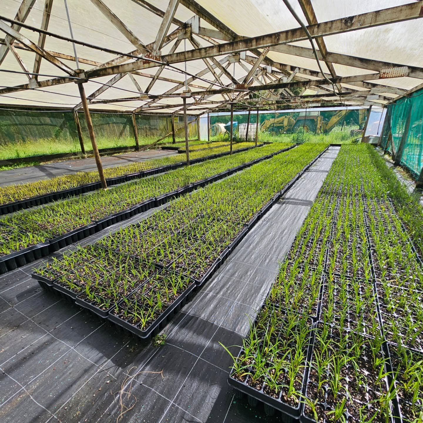 Native seedlings growing strong for winter 2026 planting 🌳 Awesome results from the volunteers at Otamatea Harbour Care 🐟