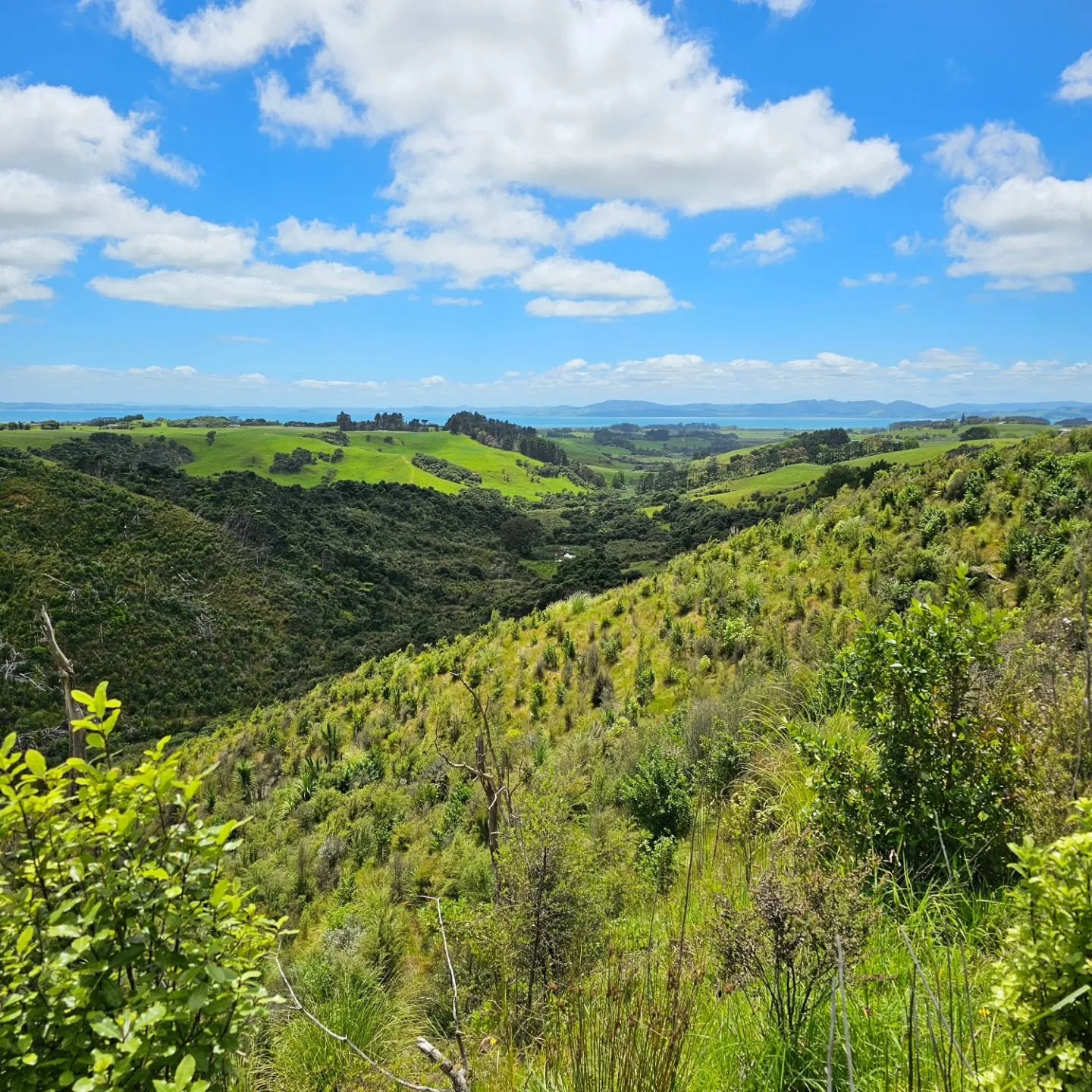 Just a couple of years ago, this steep hillside was an exposed, clear-fell pine block. Today, it&rsquo;s starting to burst with native life. 🌿

By strategically combining natural regeneration (bird/wind dispersed seeds from nearby bush) with native 