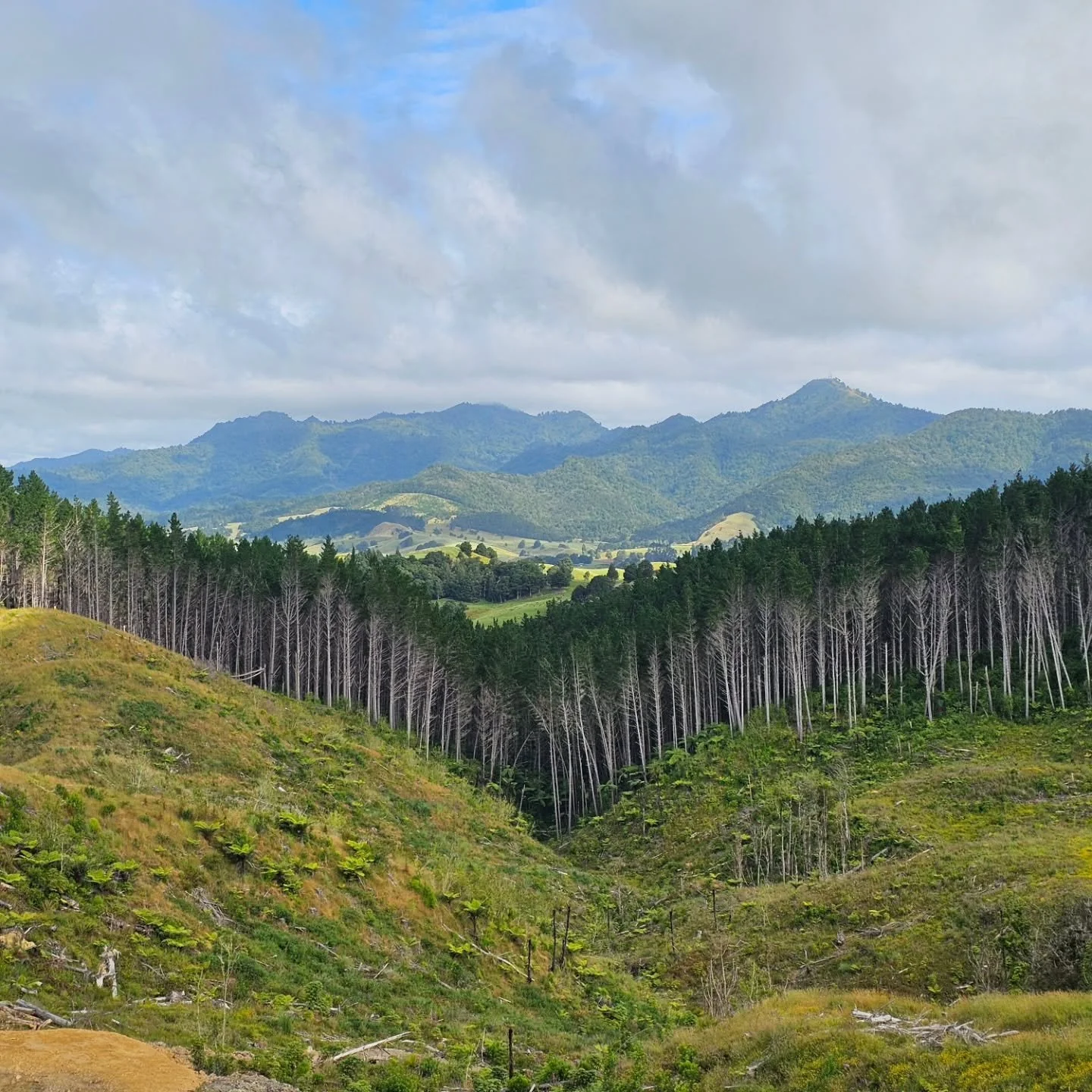 An ex-pine block being restored to native forest, supported by @studio__north

A clear contrast next door: standing vs harvested pine, with the Tangihua Range holding its native cloak to the north.