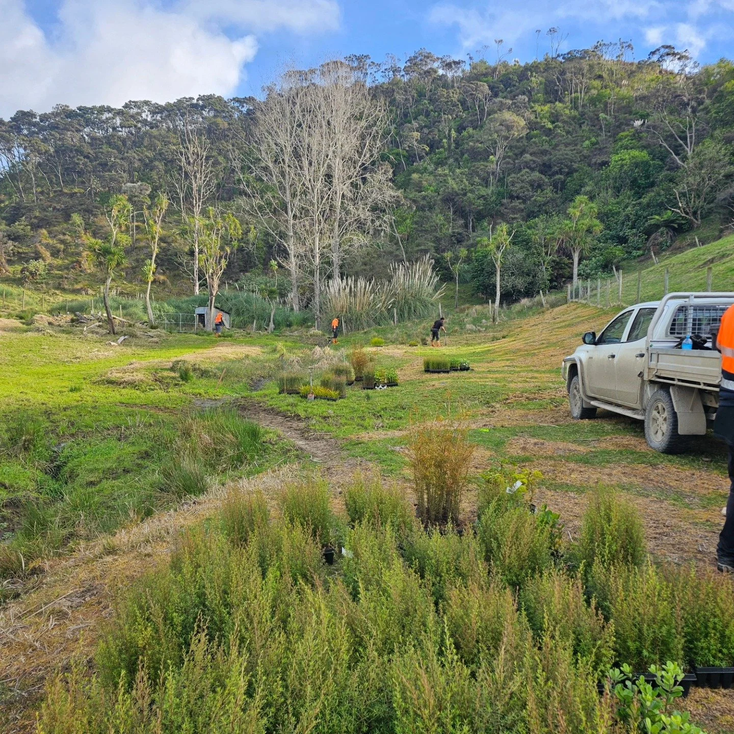Overseeing the planting of another 58,000 locally sourced native plants this week 🌱 Shoutout to farmer Craig for retiring extensive areas of wetland / erosion prone hill country and for supporting local businesses 🌳