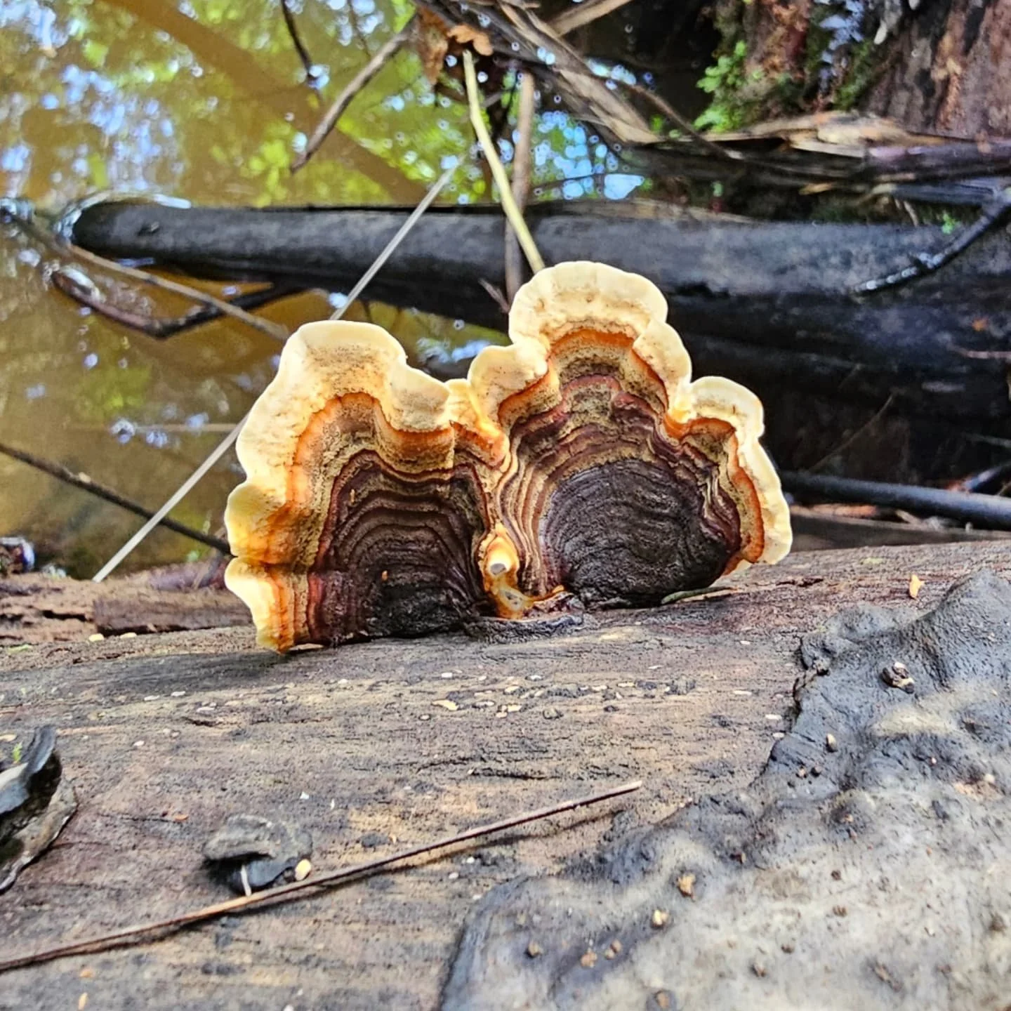 Diverse forest fungi spotted on a winter bush walk today 🌳
