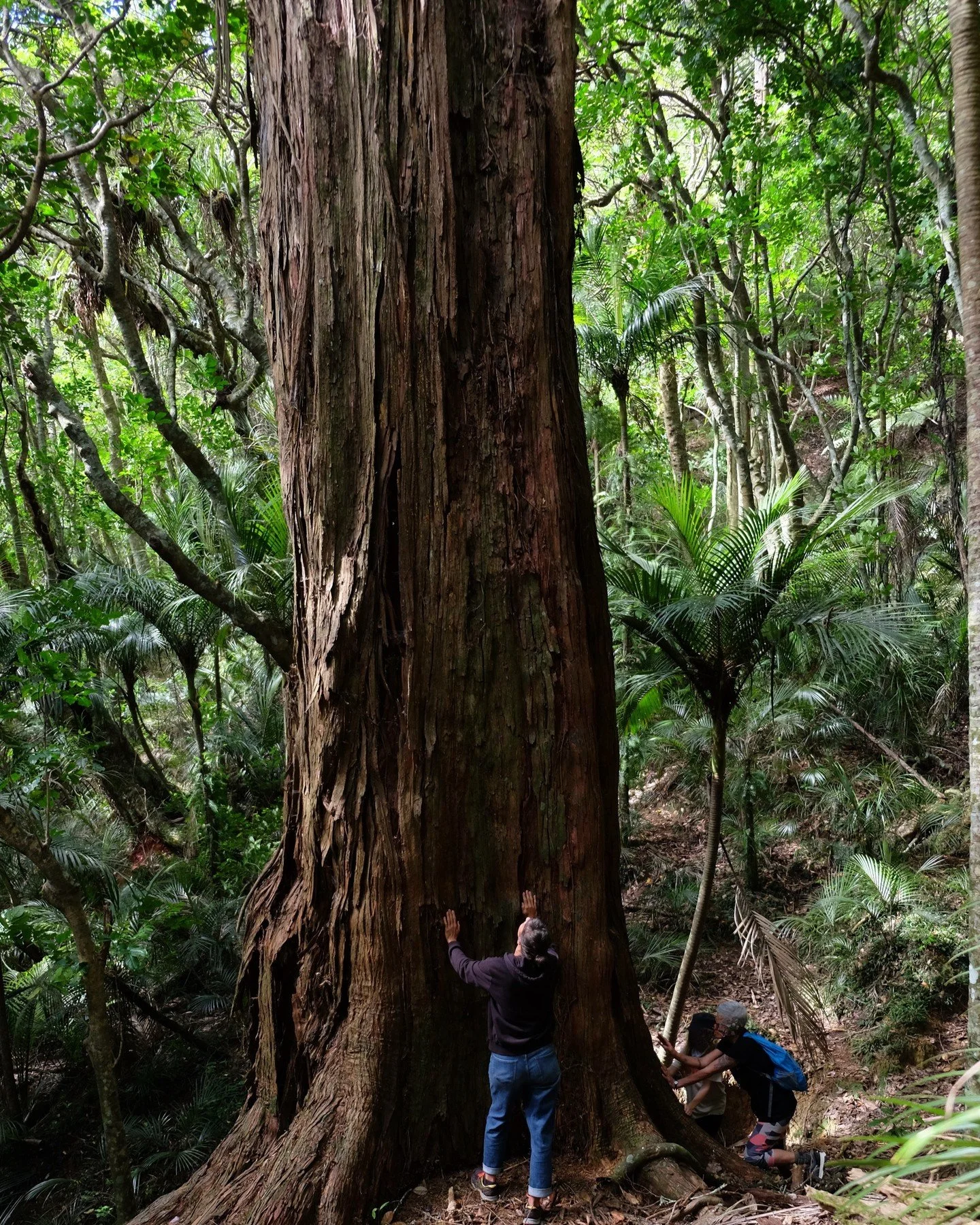 Humbled to be in the presence of this massive native podocarp 🌳 Anyone care to guess how old this tōtara tree is?