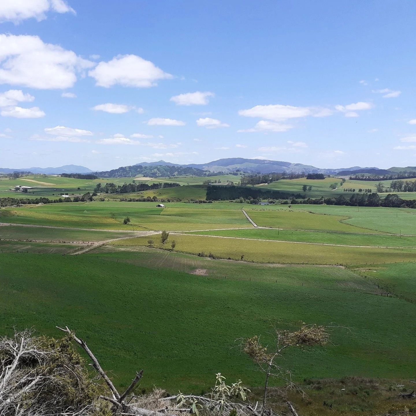Scoping another big native planting project for winter 2025. Looking west towards Tutamoe ⛰️