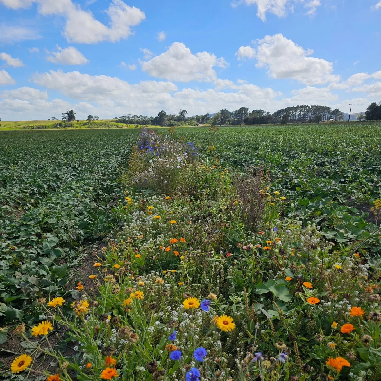 🌼&nbsp;Nature&rsquo;s pest control in action.

I visited an 'A Lighter Touch' trial site on a local kūmara farm to see how they are using nature to protect crops.

Instead of synthetic sprays, they plant rows of&nbsp;buckwheat, Alyssum, marigold, di