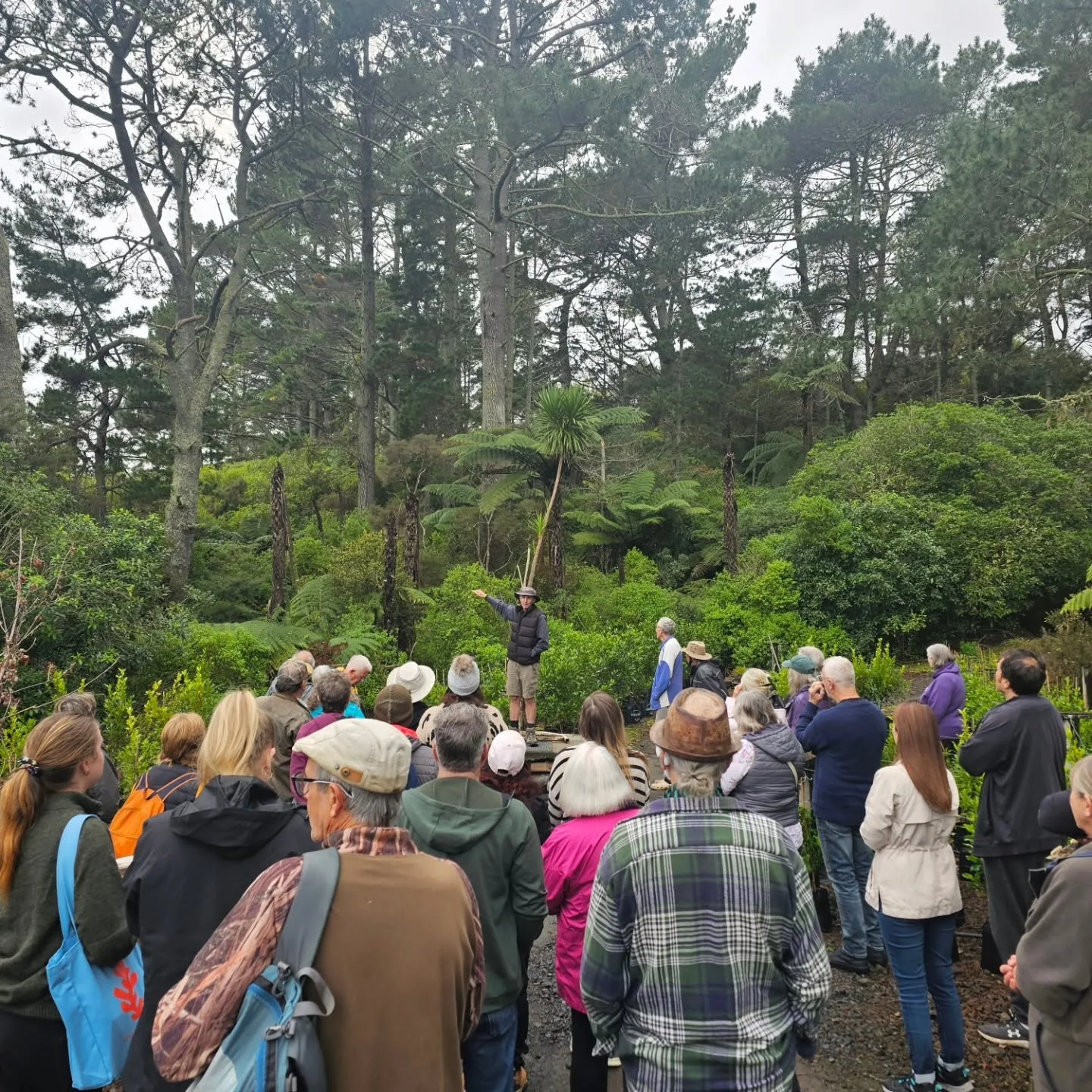 Checking out native forest regeneration under old pine trees...patience and pest control is essential 🌳