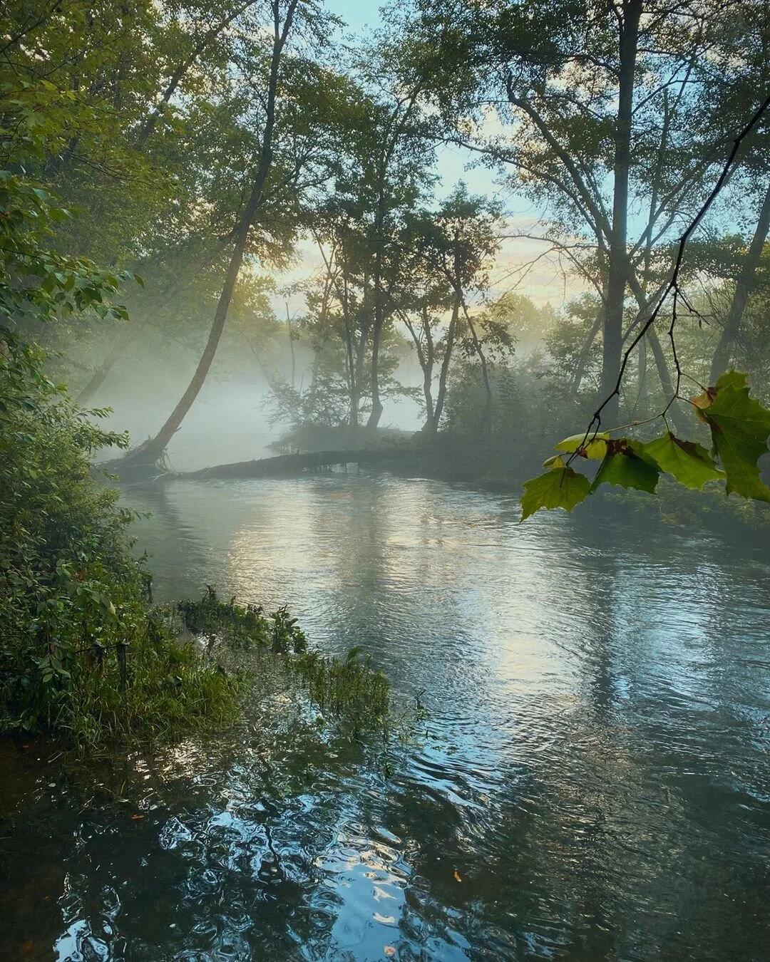 Foggy Mystical Little Red.jpeg