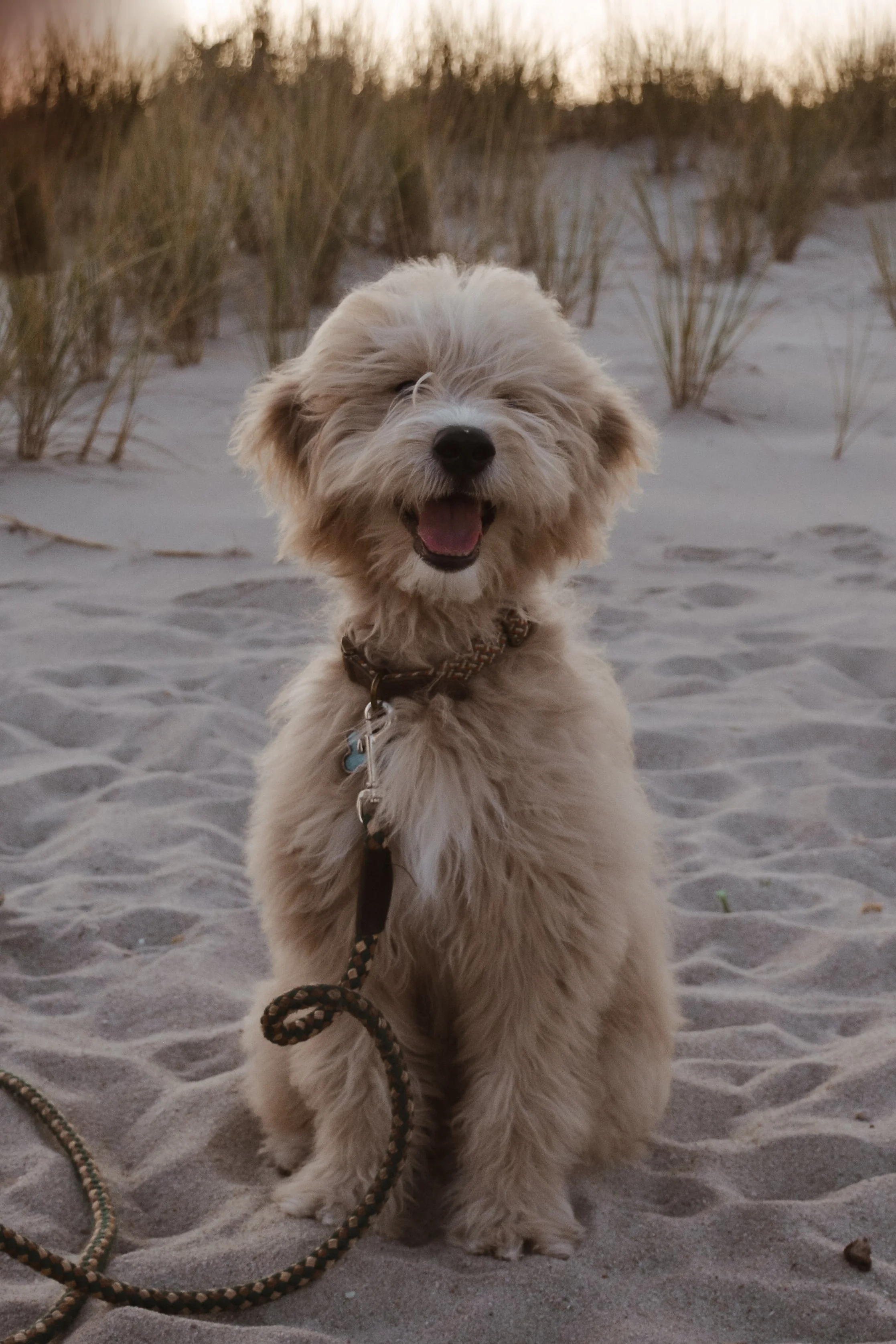 A fluffy beige dog sitting on the sand at the beach with grasses and a sunset in the background.