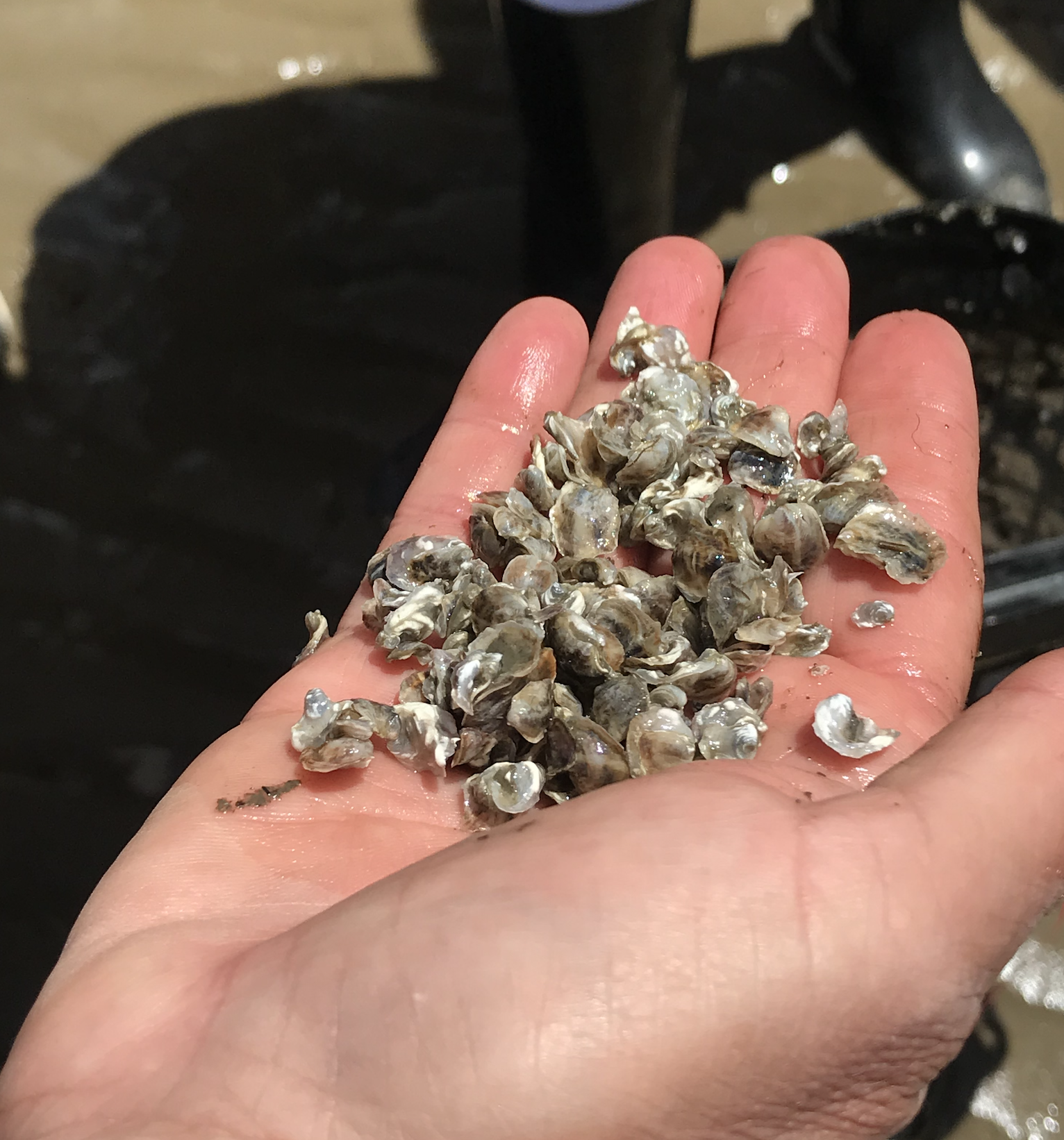 Oysters: The Creatures That Clean the Sea and Feed the Soul