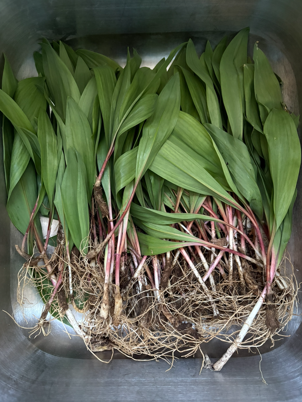 Wild Ramps: How to Forage, Grow, and Cook Spring’s Most Fleeting Ingredient