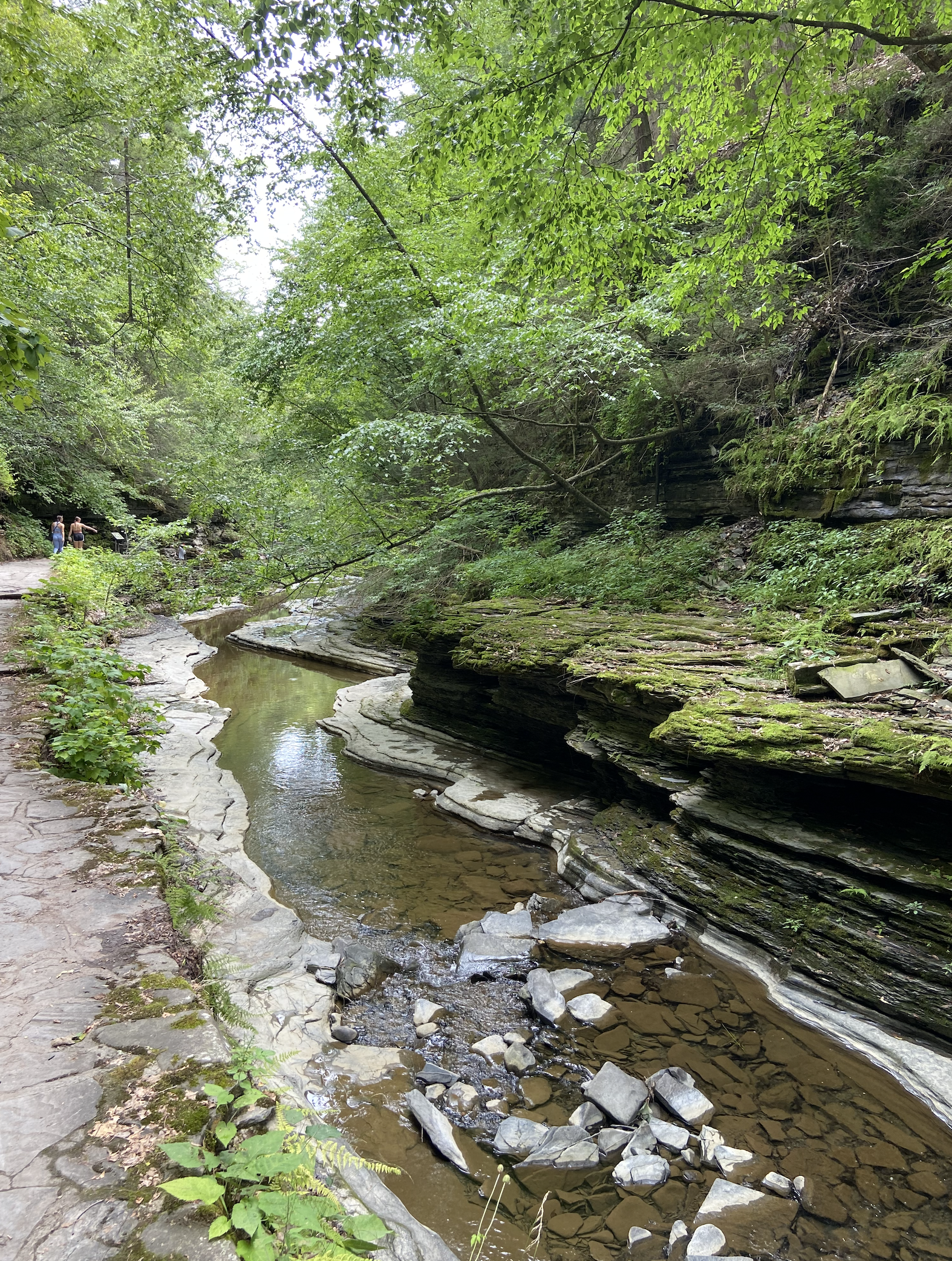 Phytoncides, Forest Bathing, and Your Immune System