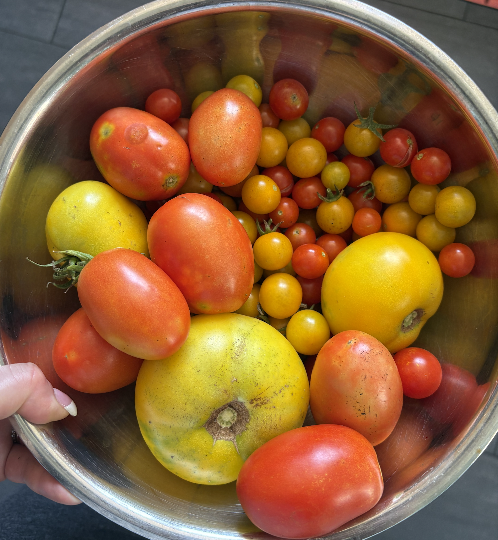 The History and Home Growing of Tomatoes