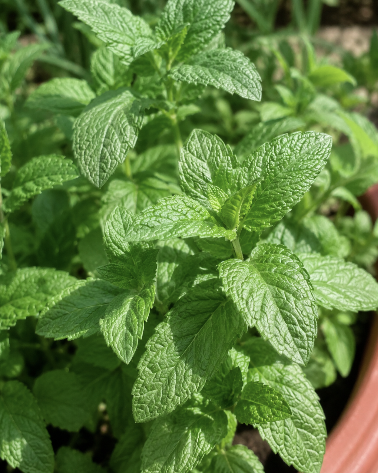 The History and Home Growing of Mint