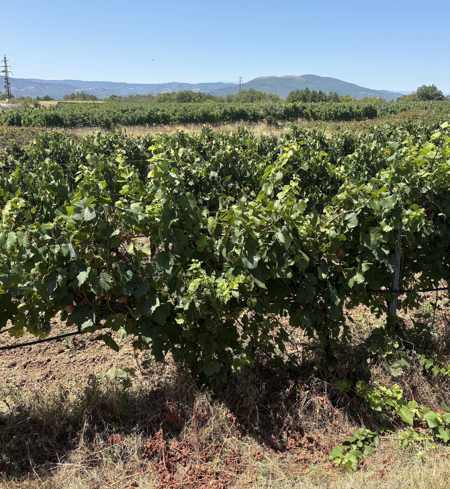 A Guide to Bulgarian Wine