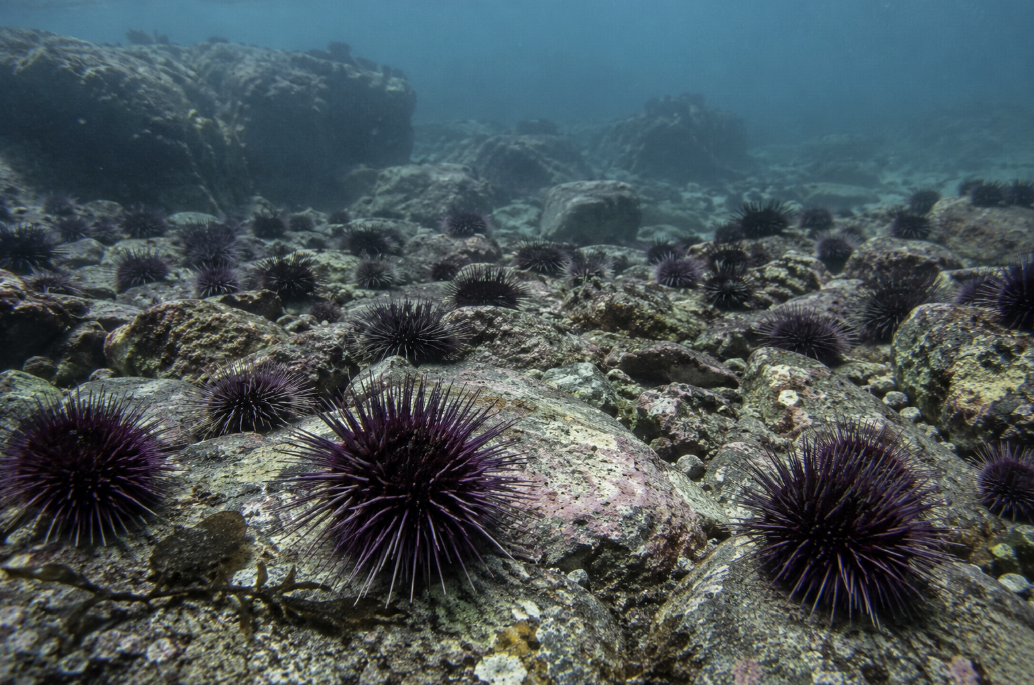 Zombie Sea Urchins Are Real, and We’re Turning Them Into Sushi